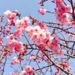 日本 Japan 日本必食 日本必吃 日本必到 日本必去 日本必買 日本必掃 日本自由行 日本行程 日本行程包 日本懶人包 日本好去處 日本景點 日本必到景點 日本美食 日本交通 日本攻略 日本自由行行程 日本自由行行程推薦 日本酒店 日本飯店 日本住宿 日本酒店推薦 日本飯店推薦 日本必住酒店 日本必住飯店 日本必食2019 日本必吃2019 日本必到2019 日本必去2019 日本必買2019 日本必掃2019 日本自由行2019 日本行程2019 日本行程包2019 日本懶人包2019 日本好去處2019 日本景點2019 日本必到景點2019 日本必去景點2019 日本美食2019 日本交通2019 日本攻略2019 日本自由行行程2019 日本自由行行程推薦2019 日本酒店2019 日本飯店2019 日本酒店推薦2019 日本飯店推薦2019 日本必住酒店2019 日本必住飯店2019 日本住宿2019 日本必食2020 日本必吃2020 日本必到2020 日本必去2020 日本必買2020 日本必掃2020 日本自由行2020 日本行程2020 日本行程包2020 日本懶人包2020 日本好去處2020 日本景點2020 日本必到景點2020 日本美食2020 日本交通2020 日本攻略2020 日本自由行行程2020 日本自由行行程推薦2020 日本酒店2020 日本飯店2020 日本住宿2020 日本酒店推薦2020 女飯店推薦2020 日本必住酒店2020 日本必住飯店2020 九州 Kyushu 九州必食 九州必吃 九州必到 九州必去 九州必買 九州必掃 九州自由行 行程 九州行程包 九州懶人包 九州好去處 九州景點 九州必到景點 九州美食 九州交通 九州攻略 九州自由行行程 九州自由行行程推薦 九州酒店 九州飯店 九州住宿 九州酒店推薦 九州飯店推薦 九州必住酒店 九州必住飯店 九州必食2019 九州必吃2019 九州必到2019 九州必去2019 九州必買2019 九州必掃2019 九州自由行2019 九州行程2019 九州行程包2019 九州懶人包2019 九州好去處2019 九州景點2019 九州必到景點2019 九州必去景點2019 九州美食2019 九州交通2019 九州攻略2019 九州自由行行程2019 九州自由行行程推薦2019 九州酒店2019 九州飯店2019 九州酒店推薦2019 九州飯店推薦2019 九州必住酒店2019 九州必住飯店2019 九州住宿2019 九州必食2020 九州必吃2020 九州必到2020 九州必去2020 九州必買2020 九州必掃2020 九州自由行2020 九州行程2020 九州行程包2020 九州懶人包2020 九州好去處2020 九州景點2020 九州必到景點2020 九州美食2020 九州交通2020 九州攻略2020 九州自由行行程2020 九州自由行行程推薦2020 九州酒店2020 九州飯店2020 九州住宿2020 九州酒店推薦2020 九州飯店推薦2020 九州必住酒店2020 九州必住飯店2020 大分 Oita 大分必食 大分必吃 大分必到 大分必去 大分必買 大分必掃 大分自由行 大分行程 大分行程包 大分懶人包 大分好去處 大分景點 大分必到景點 大分美食 大分交通 大分攻略 大分自由行行程 大分自由行行程推薦 大分酒店 大分飯店 大分住宿 大分酒店推薦 大分飯店推薦 大分必住酒店 大分必住飯店 大分必食2019 大分必吃2019 大分必到2019 大分必去2019 大分必買2019 大分必掃2019 大分自由行2019 大分行程2019 大分行程包2019 大分懶人包2019 大分好去處2019 大分景點2019 大分必到景點2019 大分必去景點2019大分 美食2019 大分交通2019 大分攻略2019 大分自由行行程2019 大分自由行行程推薦2019 大分酒店2019大分 飯店2019 大分酒店推薦2019 大分飯店推薦2019 大分必住酒店2019 大分必住飯店2019 大分住宿2019 大分必食2020 大分必吃2020 大分必到2020 大分必去2020 大分必買2020 大分必掃2020 大分自由行2020 大分行程2020 大分行程包2020 大分懶人包2020 大分好去處2020 大分景點2020 大分必到景點2020 大分美食2020 大分交通2020 大分攻略2020 大分自由行行程2020 大分自由行行程推薦2020 大分酒店2020 大分飯店2020 大分住宿2020 大分酒店推薦2020 大分飯店推薦2020 大分必住酒店2020 大分必住飯店2020 鹿兒島 Kagoshima 鹿兒島必食 鹿兒島必吃 鹿兒島必到 鹿兒島必去 鹿兒島必買 鹿兒島必掃 鹿兒島自由行 鹿兒島行程 鹿兒島行程包 鹿兒島懶人包 鹿兒島好去處 鹿兒島景點 鹿兒島必到景點 鹿兒島美食 鹿兒島交通 鹿兒島攻略 鹿兒島自由行行程鹿兒島 自由行行程推薦 鹿兒島酒店 鹿兒島飯店 鹿兒島住宿 鹿兒島酒店推薦 鹿兒島飯店推薦 鹿兒島必住酒店 鹿兒島必住飯店 鹿兒島必食2019 鹿兒島必吃2019 鹿兒島必到2019 鹿兒島必去2019 鹿兒島必買2019 鹿兒島必掃2019 鹿兒島自由行2019 鹿兒島行程2019 鹿兒島行程包2019 鹿兒島懶人包2019 鹿兒島好去處2019 鹿兒島景點2019 鹿兒島必到景點2019 鹿兒島必去景點2019 鹿兒島美食2019 鹿兒島交通2019 鹿兒島攻略2019 鹿兒島自由行行程2019 鹿兒島自由行行程推薦2019 鹿兒島酒店2019 鹿兒島飯店2019 鹿兒島酒店推薦2019 鹿兒島飯店推薦2019 鹿兒島必住酒店2019 鹿兒島必住飯店2019 鹿兒島住宿2019 鹿兒島必食2020 鹿兒島必吃2020 鹿兒島必到2020 鹿兒島必去2020 鹿兒島必買2020 鹿兒島必掃2020 鹿兒島自由行2020 鹿兒島行程2020 鹿兒島行程包2020 鹿兒島懶人包2020 鹿兒島好去處2020 鹿兒島景點2020 鹿兒島必到景點2020 鹿兒島美食2020 鹿兒島交通2020 鹿兒島攻略2020 鹿兒島自由行行程2020 鹿兒島自由行行程推薦2020 鹿兒島酒店2020鹿兒島飯店2020 鹿兒島住宿2020 鹿兒島酒店推薦2020 鹿兒島飯店推薦2020 鹿兒島必住酒店2020 鹿兒島必住飯店2020 長崎 Nagasaki 長崎必食長崎 必吃 長崎必到 長崎必去 長崎必買 長崎必掃 長崎自由行 長崎行程 長崎行程包 長崎懶人包 長崎好去處 長崎景點 長崎必到景點 長崎美食 長崎交通 長崎攻略 長崎自由行行程 長崎自由行行程推薦 長崎酒店 長崎飯店 長崎住宿 長崎酒店推薦 長崎飯店推薦 長崎必住酒店 長崎必住飯店 長崎必食2019 長崎必吃2019 長崎必到2019 長崎必去2019 長崎必買2019 長崎必掃2019 長崎自由行2019 長崎行程2019 長崎行程包2019 長崎懶人包2019 長崎好去處2019 長崎景點2019 長崎必到景點2019 長崎必去景點2019 長崎美食2019 長崎交通2019 長崎攻略2019 長崎自由行行程2019 長崎自由行行程推薦2019 長崎酒店2019 長崎飯店2019 長崎酒店推薦2019 長崎飯店推薦2019 長崎必住酒店2019 長崎必住飯店2019 長崎住宿2019 長崎必食2020 長崎必吃2020 長崎必到2020 長崎必去2020 長崎必買2020 長崎必掃2020 長崎自由行2020 長崎行程2020 長崎行程包2020 長崎懶人包2020 長崎好去處2020 長崎景點2020 長崎必到景點2020 長崎美食2020 長崎交通2020 長崎攻略2020 長崎自由行行程2020 長崎自由行行程推薦2020 長崎酒店2020 長崎飯店2020 長崎住宿2020 長崎酒店推薦2020 長崎飯店推薦2020 長崎必住酒店2020 長崎必住飯店2020 福岡 Hakata 福岡必食 福岡必吃 福岡必到 福岡必去 福岡必買 福岡必掃 福岡自由行 福岡行程 福岡行程包 福岡懶人包 福岡好去處 福岡景點 福岡必到景點 福岡美食 福岡交通 福岡攻略 福岡自由行行程 福岡自由行行程推薦 福岡酒店 福岡飯店 福岡住宿 福岡酒店推薦 福岡飯店推薦 福岡必住酒店 福岡必住飯店 福岡必食2019 福岡必吃2019 福岡必到2019 福岡必去2019 福岡必買2019 福岡必掃2019 福岡自由行2019 福岡行程2019 福岡行程包2019 福岡懶人包2019 福岡好去處2019 福岡景點2019 福岡必到景點2019 福岡必去景點2019 福岡美食2019 福岡交通2019 福岡攻略2019 福岡自由行行程2019 福岡自由行行程推薦2019 福岡酒店2019 福岡飯店2019 福岡酒店推薦2019 福岡飯店推薦2019 福岡必住酒店2019 福岡必住飯店2019 福岡住宿2019 福岡必食2020 福岡必吃2020 福岡必到2020 福岡必去2020 福岡必買2020 福岡必掃2020 福岡自由行2020 福岡行程2020 福岡行程包2020 福岡懶人包2020 福岡好去處2020 福岡景點2020 福岡必到景點2020 福岡美食2020 福岡交通2020 福岡攻略2020 福岡自由行行程2020 福岡自由行行程推薦2020 福岡酒店2020 福岡飯店2020 福岡住宿2020 福岡酒店推薦2020 福岡飯店推薦2020 福岡必住酒店2020 福岡必住飯店2020 熊本 Kumamoto 熊本必食 熊本必吃 熊本必到 熊本必去 熊本必買 熊本必掃 熊本自由行 熊本行程 熊本行程包 熊本懶人包 熊本好去處 熊本景點 熊本必到景點 熊本美食 熊本交通 熊本攻略 熊本自由行行程 熊本自由行行程推薦 熊本酒店 熊本飯店 熊本住宿 熊本酒店推薦 熊本飯店推薦 熊本必住酒店 熊本必住飯店 熊本必食2019 熊本必吃2019 熊本必到2019 熊本必去2019 熊本必買2019 熊本必掃2019 熊本自由行2019 熊本行程2019 熊本行程包2019 熊本懶人包2019 熊本好去處2019 熊本景點2019 熊本必到景點2019 熊本必去景點2019 熊本美食2019 熊本交通2019 熊本攻略2019 熊本自由行行程2019 熊本自由行行程推薦2019 熊本酒店2019 熊本飯店2019 熊本酒店推薦2019 熊本飯店推薦2019 熊本必住酒店2019 熊本必住飯店2019 住宿2019 熊本必食2020 熊本必吃2020 熊本必到2020 熊本必去2020 熊本必買2020 熊本必掃2020 熊本自由行2020 熊本行程2020 熊本行程包2020 熊本懶人包2020 熊本好去處2020 熊本景點2020 熊本必到景點2020 熊本美食2020 熊本交通2020 熊本攻略2020 熊本自由行行程2020 熊本自由行行程推薦2020 熊本酒店2020 熊本飯店2020 熊本住宿2020 熊本酒店推薦2020 熊本飯店推薦2020 熊本必住酒店2020 熊本必住飯店2020 佐賀 Saga 佐賀必食 佐賀必吃 佐賀必到 佐賀必去 佐賀必買 佐賀必掃 佐賀自由行 佐賀行程 佐賀行程包 佐賀懶人包 佐賀好去處 佐賀景點 佐賀必到景點 佐賀美食 佐賀交通 佐賀攻略 佐賀自由行行程 佐賀自由行行程推薦 佐賀酒店 佐賀飯店 佐賀住宿 佐賀酒店推薦 佐賀飯店推薦 佐賀必住酒店 佐賀必住飯店 佐賀必食2019 佐賀必吃2019 佐賀必到2019 佐賀必去2019 佐賀必買2019 佐賀必掃2019 佐賀自由行2019 佐賀行程2019 佐賀行程包2019 佐賀懶人包2019 佐賀好去處2019 佐賀景點2019 佐賀必到景點2019 佐賀必去景點2019 佐賀美食2019 佐賀交通2019 佐賀攻略2019 佐賀自由行行程2019 佐賀自由行行程推薦2019 佐賀酒店2019 佐賀飯店2019 佐賀酒店推薦2019 佐賀飯店推薦2019 佐賀必住酒店2019 佐賀必住飯店2019 佐賀住宿2019 佐賀必食2020 佐賀必吃2020 佐賀必到2020 佐賀必去2020 佐賀必買2020 佐賀必掃2020 佐賀自由行2020 佐賀行程2020 佐賀行程包2020 佐賀懶人包2020 佐賀好去處2020 佐賀景點2020 佐賀必到景點2020 佐賀美食2020 佐賀交通2020 佐賀攻略2020 佐賀自由行行程2020 佐賀自由行行程推薦2020 佐賀酒店2020 佐賀飯店2020 佐賀住宿2020 佐賀酒店推薦2020 佐賀飯店推薦2020 佐賀必住酒店2020 佐賀必住飯店2020 宮崎 Miyazaki 宮崎必食 宮崎必吃 宮崎必到 宮崎必去 宮崎必買 宮崎必掃 宮崎自由行 宮崎行程 宮崎行程包 宮崎懶人包 宮崎好去處 宮崎景點 宮崎必到景點 宮崎美食 宮崎交通 宮崎攻略 宮崎自由行行程 宮崎自由行行程推薦 宮崎酒店 宮崎飯店 宮崎住宿 宮崎酒店推薦 宮崎飯店推薦 宮崎必住酒店 宮崎必住飯店 宮崎必食2019 宮崎必吃2019 宮崎必到2019 宮崎必去2019 宮崎必買2019 宮崎必掃2019 宮崎自由行2019 宮崎行程2019 宮崎行程包2019 宮崎懶人包2019 宮崎好去處2019 宮崎景點2019 宮崎必到景點2019 宮崎必去景點2019 宮崎美食2019 宮崎交通2019 宮崎攻略2019 宮崎自由行行程2019 宮崎自由行行程推薦2019 宮崎酒店2019 宮崎飯店2019 宮崎酒店推薦2019 宮崎飯店推薦2019 宮崎必住酒店2019 宮崎必住飯店2019 宮崎住宿2019 宮崎必食2020 宮崎必吃2020 宮崎必到2020 宮崎必去2020 宮崎必買2020 宮崎必掃2020 宮崎自由行2020 宮崎行程2020 宮崎行程包2020 宮崎懶人包2020 宮崎好去處2020 宮崎景點2020 宮崎必到景點2020 宮崎美食2020 宮崎交通2020 宮崎攻略2020 宮崎自由行行程2020 宮崎自由行行程推薦2020 宮崎酒店2020 宮崎飯店2020 宮崎住宿2020 宮崎酒店推薦2020 宮崎飯店推薦2020 宮崎必住酒店2020 宮崎必住飯店2020 舞鶴公園 西公園 甘木公園 丸山公園 淺井的一本櫻 浅井の一本桜 秋月杉之馬場 秋月杉の馬場 小倉城勝山公園 勝山公園 一心行大櫻 一心行の大桜 水前寺成趣園 仙巖園 仙巌園 御船山樂園 御船山楽園 小城公園 母智丘公園 岡城跡 大村公園 日本櫻花 日本櫻花景點 日本賞櫻 日本櫻花攻略 日本賞櫻攻略 日本櫻花2020 日本櫻花景點2020 日本賞櫻2020 日本櫻花攻略2020 日本賞櫻攻略2020 福岡櫻花 福岡櫻花景點 福岡賞櫻 福岡櫻花攻略 福岡賞櫻攻略 福岡櫻花2020 福岡櫻花景點2020 福岡賞櫻2020 福岡櫻花攻略2020 福岡賞櫻攻略2020 熊本櫻花 熊本櫻花景點 熊本賞櫻 熊本櫻花攻略 熊本賞櫻攻略 熊本櫻花2020 熊本櫻花景點2020 熊本賞櫻2020 熊本櫻花攻略2020 熊本賞櫻攻略2020 鹿兒島櫻花 鹿兒島櫻花景點 鹿兒島賞櫻 鹿兒島櫻花攻略 鹿兒島賞櫻攻略 鹿兒島櫻花2020 鹿兒島櫻花景點2020 鹿兒島賞櫻2020 鹿兒島櫻花攻略2020 鹿兒島賞櫻攻略2020 佐賀櫻花 佐賀櫻花景點 佐賀賞櫻 佐賀櫻花攻略 佐賀賞櫻攻略 佐賀櫻花2020 佐賀櫻花景點2020 佐賀賞櫻2020 佐賀櫻花攻略2020 佐賀賞櫻攻略2020 宮崎櫻花 宮崎櫻花景點 宮崎賞櫻 宮崎櫻花攻略 宮崎賞櫻攻略 宮崎櫻花2020 宮崎櫻花景點2020 宮崎賞櫻2020 宮崎櫻花攻略2020 宮崎賞櫻攻略2020 大分櫻花 大分櫻花景點 大分賞櫻 大分櫻花攻略 大分賞櫻攻略 大分櫻花2020 大分櫻花景點2020 大分賞櫻2020 大分櫻花攻略2020 大分賞櫻攻略2020 長崎櫻花 長崎櫻花景點 長崎賞櫻 長崎櫻花攻略 長崎賞櫻攻略 長崎櫻花2020 長崎櫻花景點2020 長崎賞櫻2020 長崎櫻花攻略2020 長崎賞櫻攻略2020 舞鶴公園2019 舞鶴公園楓葉 舞鶴公園櫻花 舞鶴公園紅葉 舞鶴公園9月 舞鶴公園1月 舞鶴公園夜櫻 舞鶴公園交通 舞鶴公園12月 舞鶴公園英文 西公園櫻花2019 西公園仙台 西公園紅葉 福岡西公園櫻花 舞鶴公園 大濠公園 西公園交通 大濠公園美食 福岡城大濠公園 博多到大濠公園 甘木公園櫻花 甘木公園交通 舞鶴公園 福岡櫻花時間 舞鶴公園櫻花2019 福岡賞櫻時間 甘木觀光巴士 福岡櫻花2020 舞鶴公園夜櫻 福岡賞櫻2019 福岡櫻花時間 福岡櫻花2019 福岡櫻花祭 長崎櫻花2019 岡山櫻花2019 福岡絕景 櫻花季節 輕井澤櫻花 青森櫻花2019 日光櫻花2019 秋月日本 秋月城跡午餐 秋月城舊址 秋月城跡黑門 秋月城舊址交通 朝倉市美食 福岡秋月城跡賞楓 秋月城跡開放時間 秋月城跡楓葉 秋月城跡自駕 勝山公園紅葉 勝山公園楓葉 勝山公園櫻花 勝山公園停車場 小倉城 竉門神社 小倉城晚上 小倉城開放時間 福岡夜楓 一心行大櫻2019 白川水源 南阿蘇景點 白川水源2018 阿蘇景點2018 阿蘇地圖 熊本絕景 阿蘇山9月 阿蘇火山10月 草千里10月 水前寺成趣園紅葉 水前寺成趣園2019 水前寺成趣園必買 水前寺成趣園停留時間 水前寺成趣園冬天 水前寺成趣園停車 水前寺成趣園美食 水前寺成趣園抹茶 水前寺成趣園mapcode 水前寺成趣園楓葉 仙巖園停留時間 仙巖園和服 仙巖園紅葉 仙巖園星巴克 仙巖園貓神社 仙巖園世界遺產 仙巖園茶寮 仙巖園mapcode 仙巖園2018 仙巖園公車 御船山樂園2019 御船山樂園teamlab 御船山樂園值得去嗎 御船山樂園門票 御船山樂園櫻花 御船山樂園teamlab 2019 御船山樂園hotel 御船山樂園紅葉祭2019 佐賀御船山樂園teamlab 御船山樂園酒店blog 佐賀小城 小城景點 舞鶴公園 御船山樂園 佐賀小城景點 母智丘公園交通 岡城跡交通 岡城跡櫻花 岡城跡紅葉 大分縣岡城跡 岡城跡賞楓 岡城跡楓葉 岡城交通 岡城櫻花祭 豐後竹田車站 豐後景點 大村公園櫻花2019 大村公園2019 大村公園巴士 大村公園mapcode omura park大村公園 長崎大村公園櫻花2019 彰化大村公園 九州大村 大村公園玖島城跡 大村市景點
