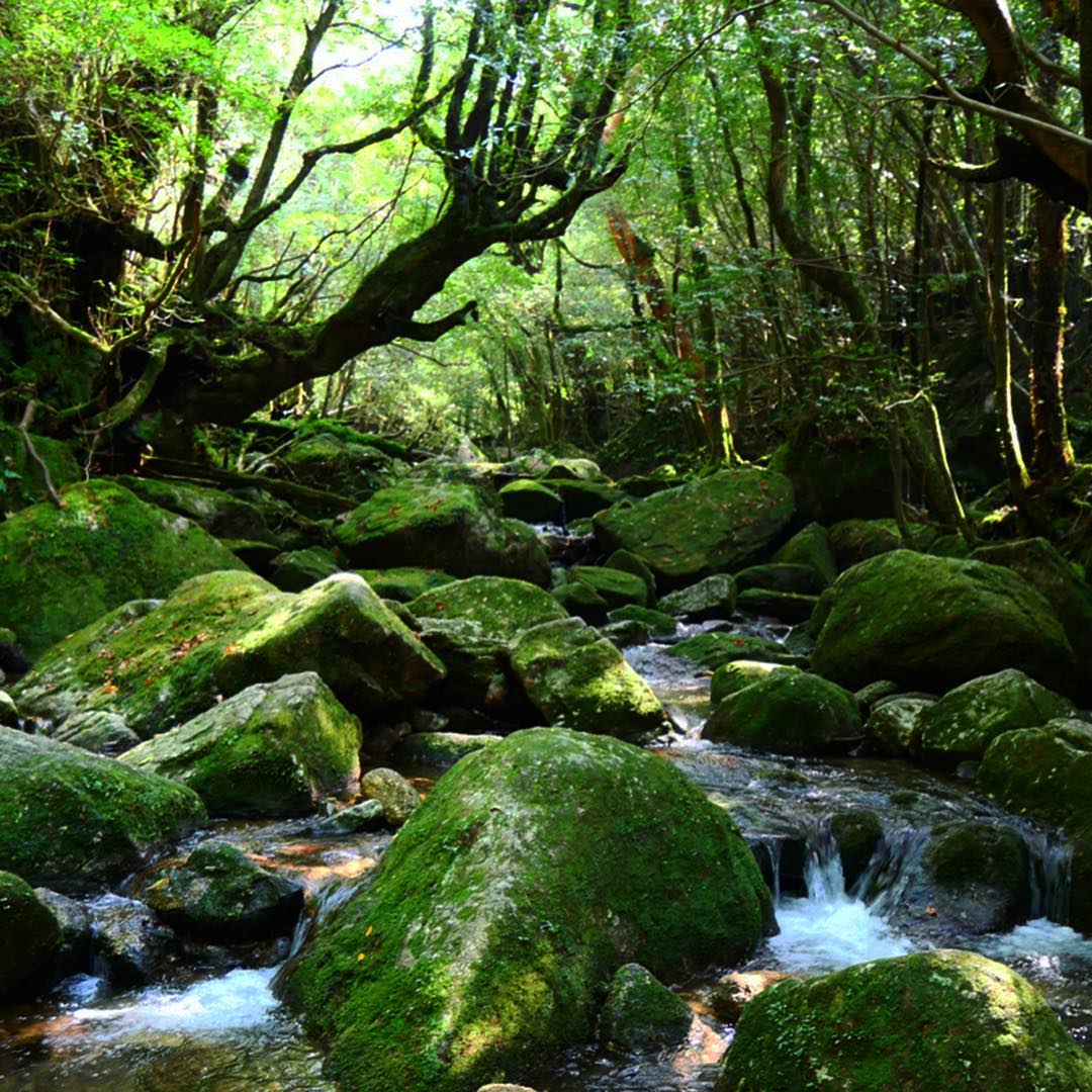 白谷雲水峽　Shiratani Unsuikyo Valley　しらたにうんすいきょう 宮崎駿動畫景點 幽靈公主 九州秘境 九州景點 九州必去 九州自由行 九州自駕遊
