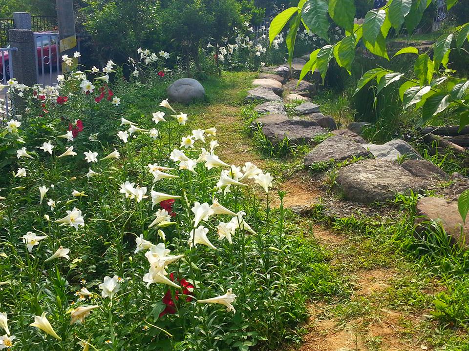 百合花 內雙溪自然森林中心 台灣百合花 百合 台灣百合 台灣賞花秘境 台灣賞花 台灣賞花景點 台灣花季 台灣好去處 台灣必去 踏青好去處 台灣踏青好去處 台灣踏青 南部賞花景點 北部賞花景點 中部賞花景點