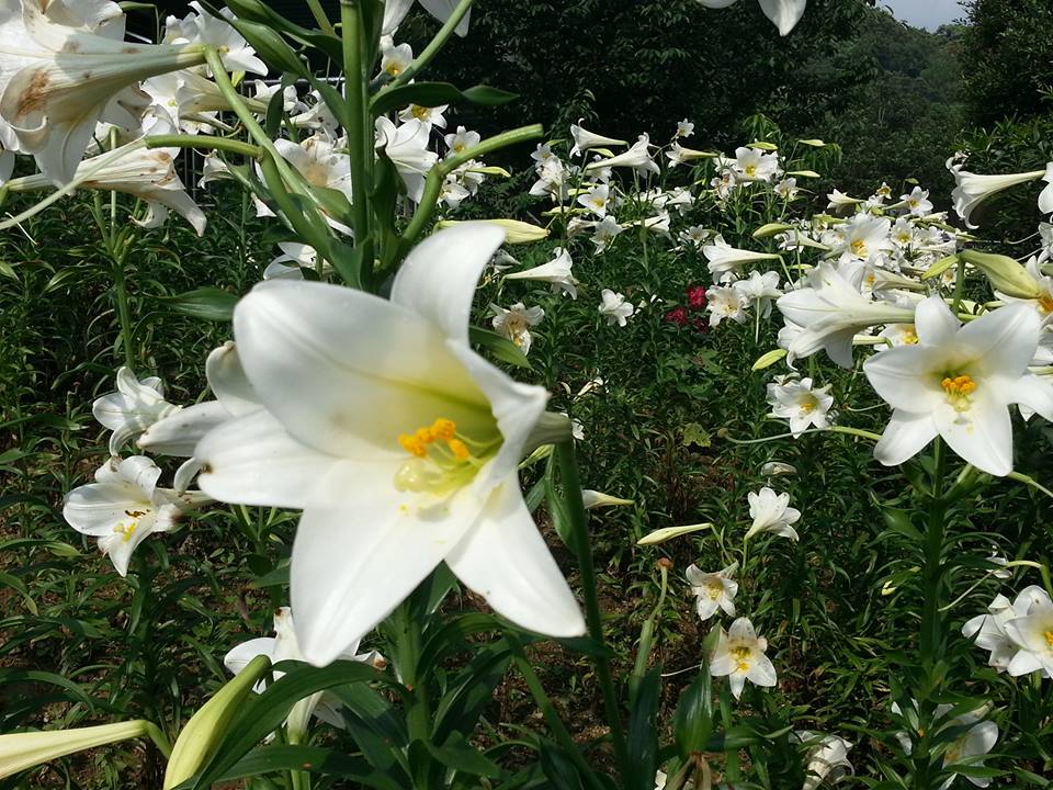 百合花 內雙溪自然森林中心 台灣百合花 百合 台灣百合 台灣賞花秘境 台灣賞花 台灣賞花景點 台灣花季 台灣好去處 台灣必去 踏青好去處 台灣踏青好去處 台灣踏青 南部賞花景點 北部賞花景點 中部賞花景點