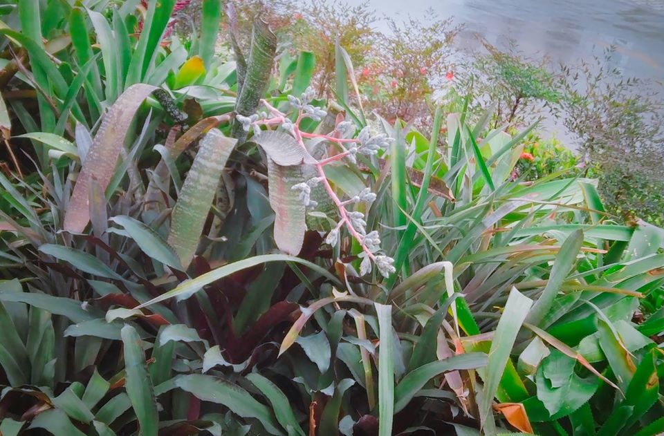 百鳳園 台泥daka 台泥daka園區 台泥daka市集 台泥daka營業時間 台泥daka美食 