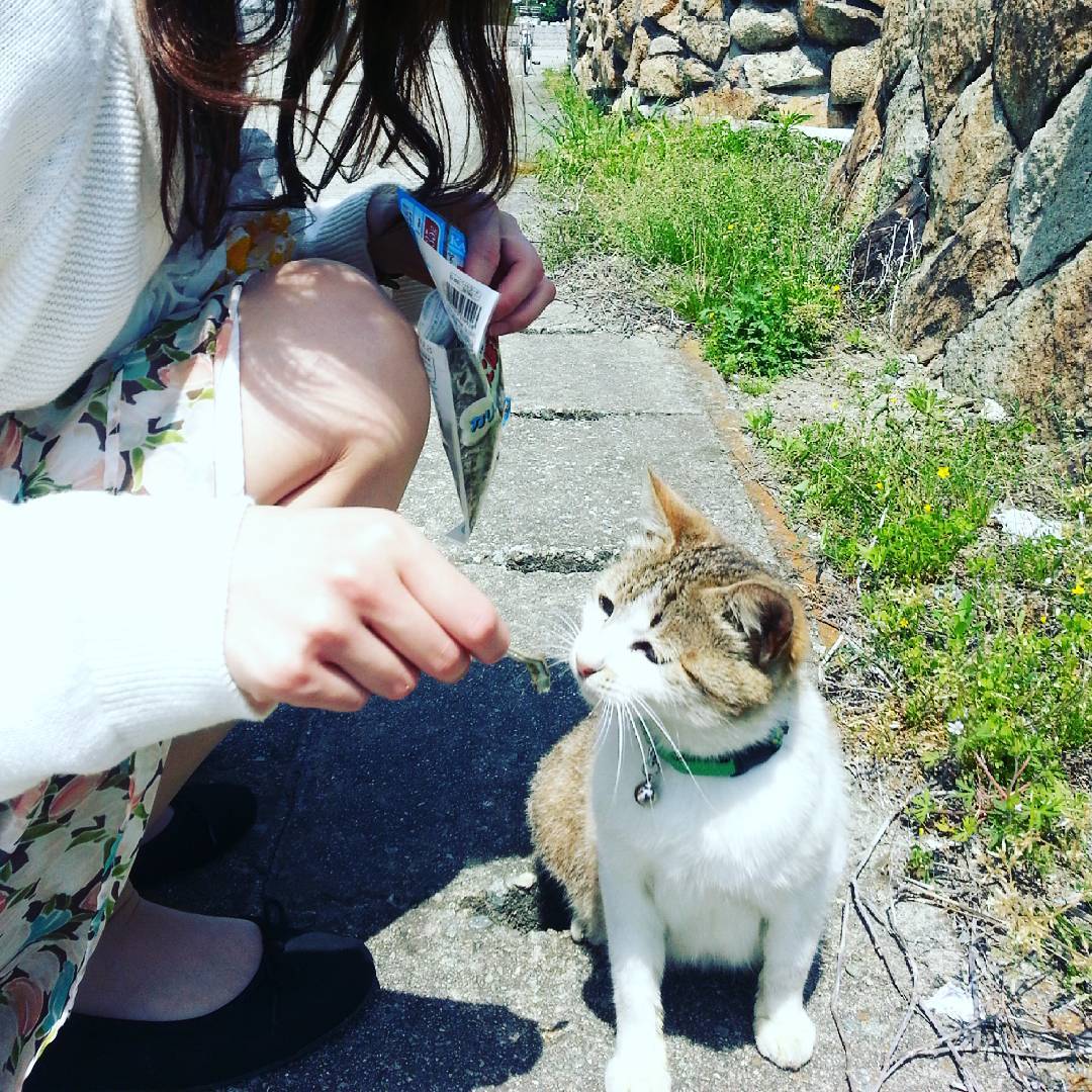 日本 日本兔島 日本貓島 兔島 貓島 狐狸村 萌 可愛 真鍋島 まなべしま 岡山縣笠岡市 岡山縣貓島 笠岡市貓島 真鍋島交通 真鍋島船 真鍋島美食 笠岡 岡山 笠岡景點