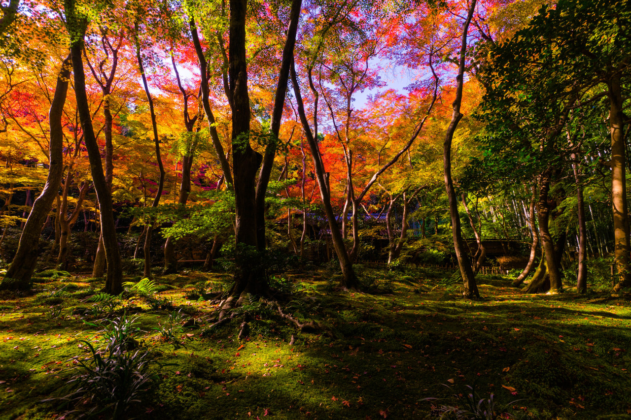 京都一天行程: 嵐山紅葉遊