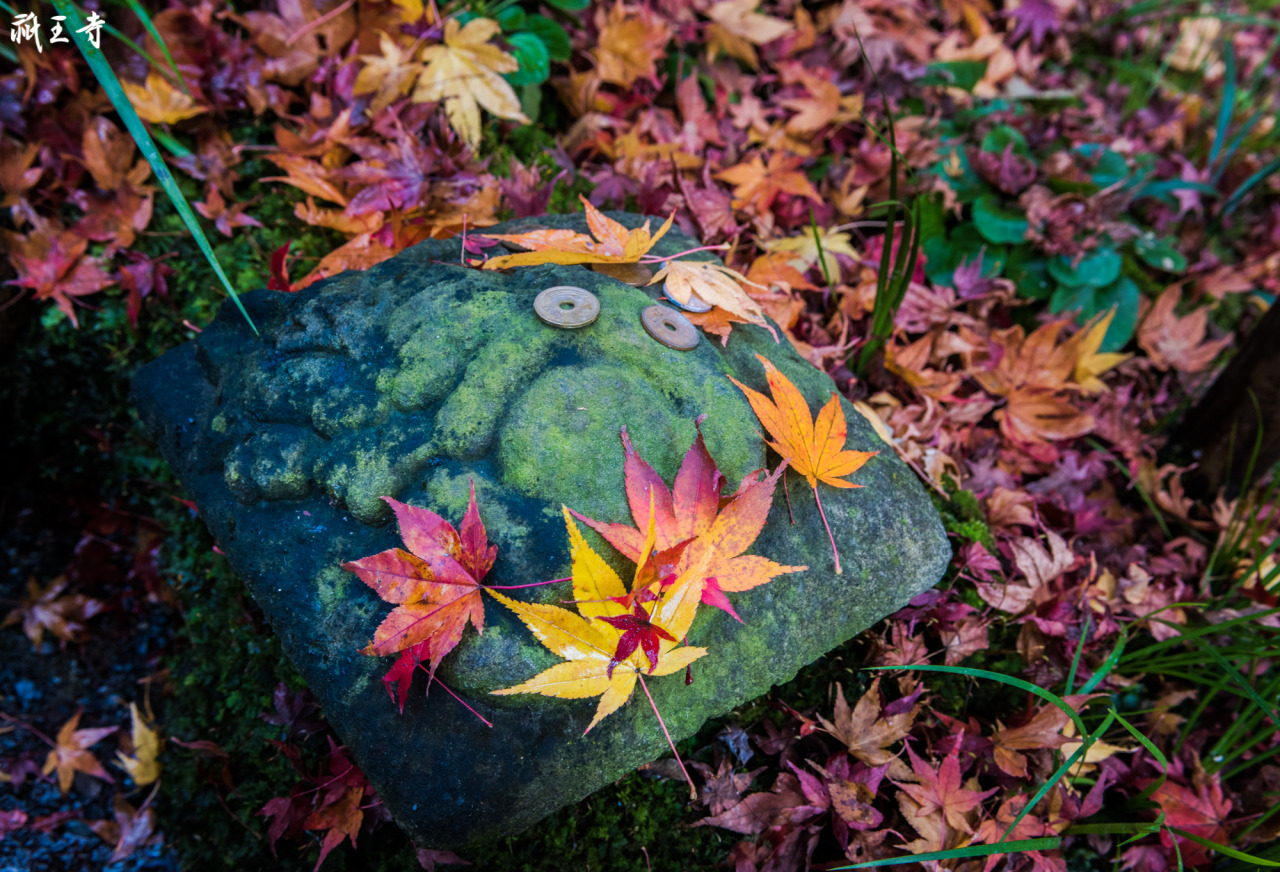 京都一天行程: 嵐山紅葉遊