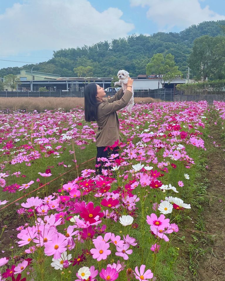 南投景點 南投集集 粉紅芒草 開花 粉黛亂子草 花期 賞花景點 和平快樂田園