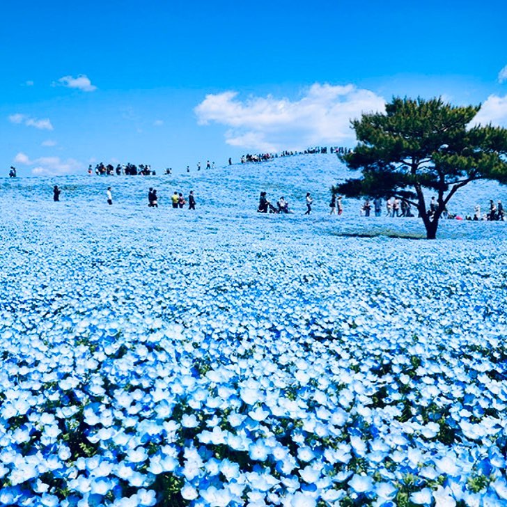 粉蝶花之丘 賞花必去 日本賞花 粉碟花景點