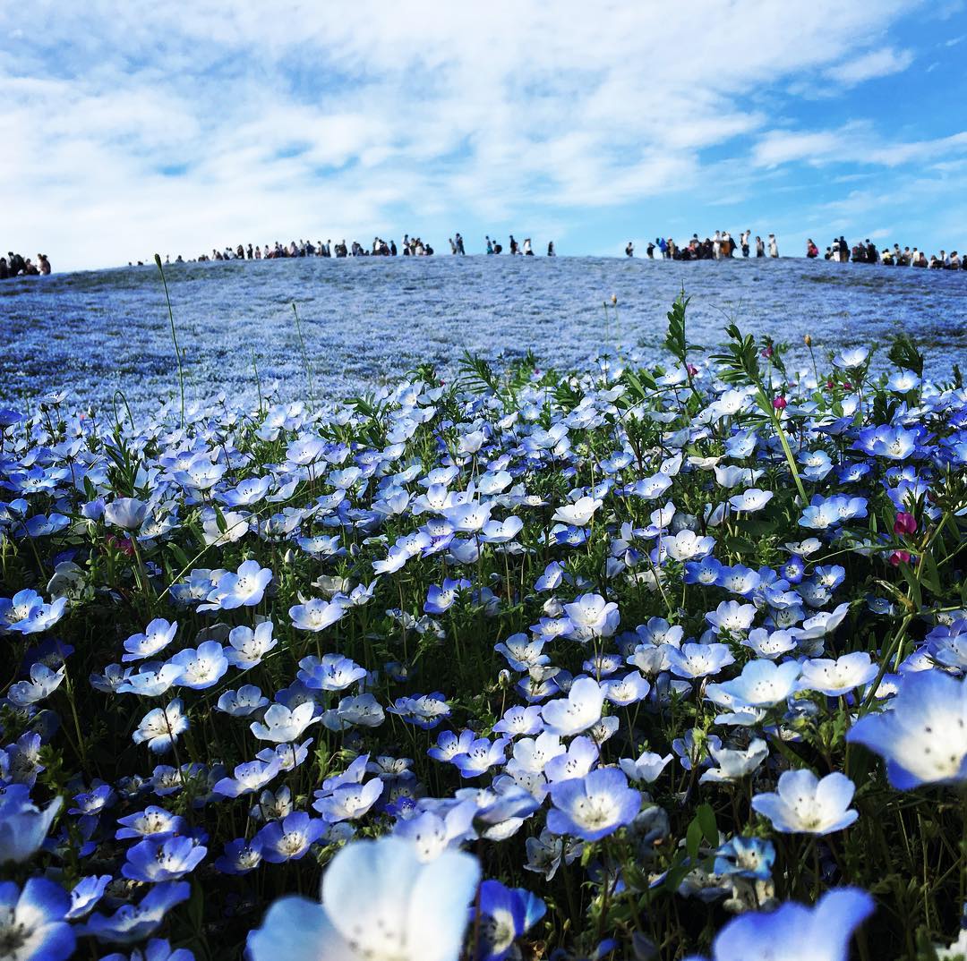 粉蝶花 粉蝶花之丘 國營常陸海濱公園 Baby Blue Eyes
