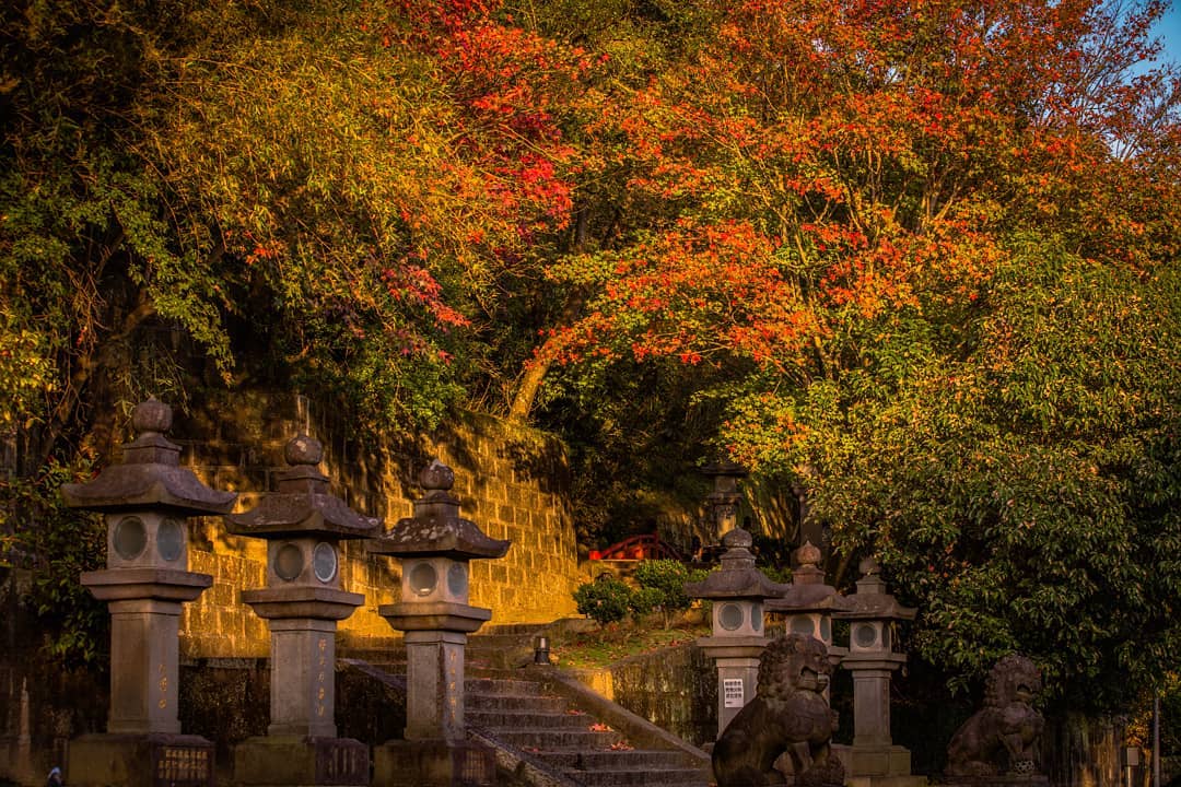 紅葉 楓葉 台灣紅葉 台灣楓葉 台灣賞楓 拱北殿 拱北殿紅葉 拱北殿楓葉 拱北殿賞楓 彼岸橋 台灣賞楓秘境 台灣賞楓 台灣賞楓景點 台灣花季 台灣好去處 台灣必去 踏青好去處 台灣踏青好去處 台灣踏青 南部賞楓景點 北部賞楓景點 中部賞楓景點