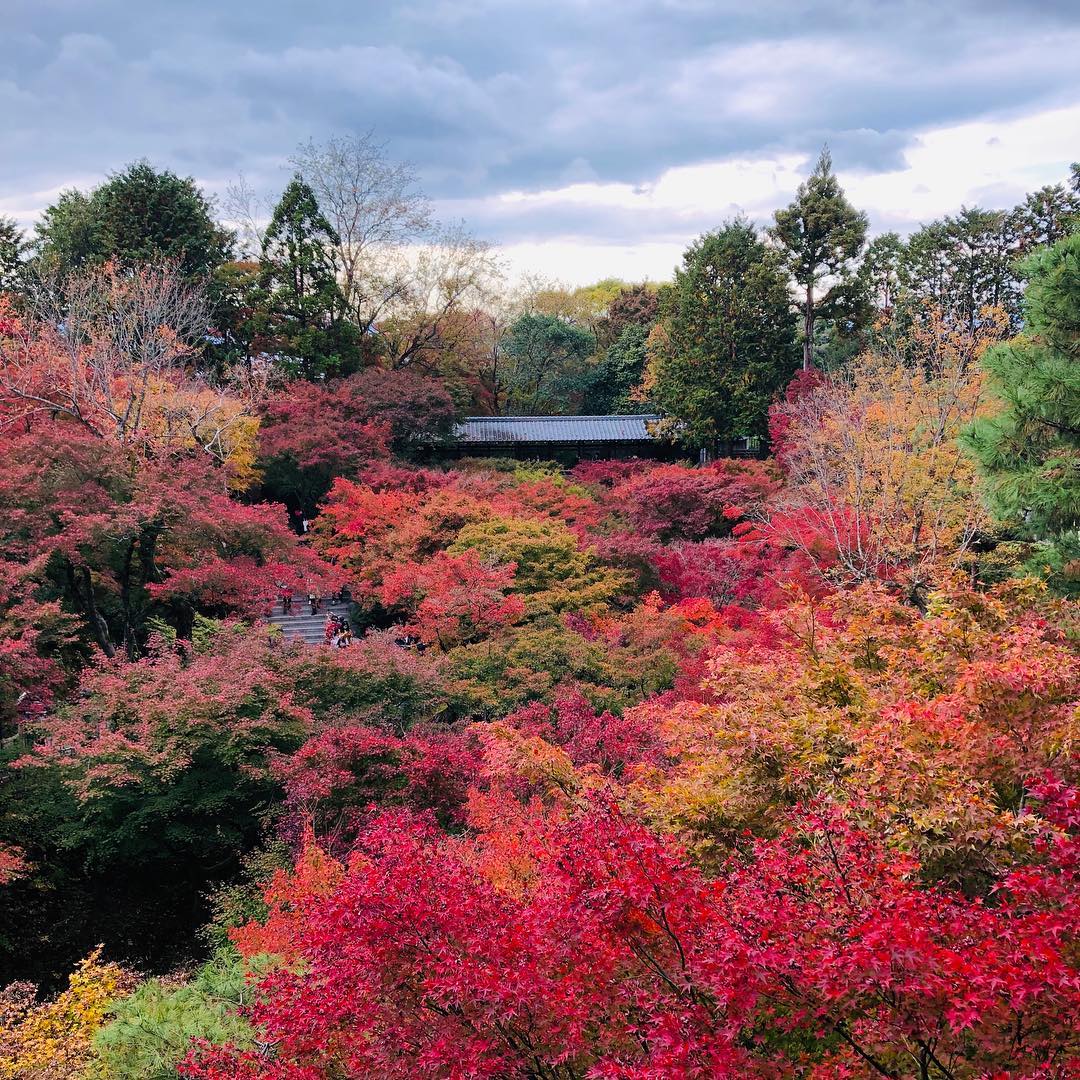 紅葉 楓葉 東福寺 京都 日本賞楓
