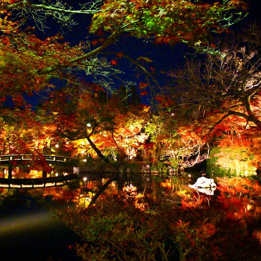 夜楓 永觀堂 京都 日本賞夜楓 夜楓景點