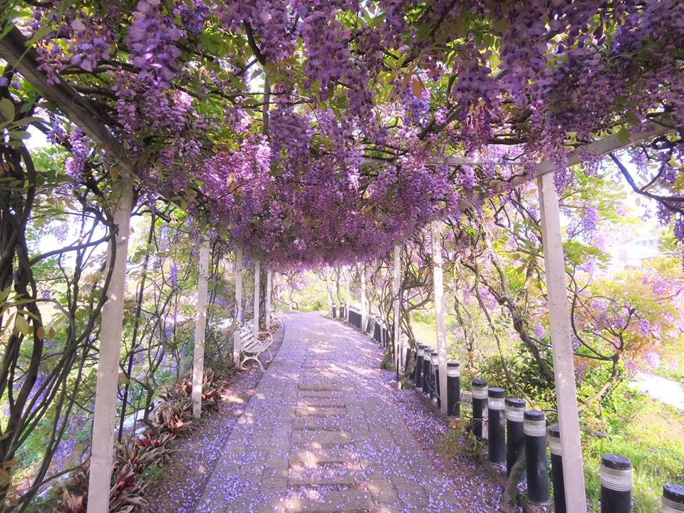 紫藤花 紫藤花隧道 紫藤咖啡園 淡水藤園 台灣紫藤花 台灣賞花秘境 台灣賞花 台灣賞花景點 台灣花季 台灣好去處 台灣必去 踏青好去處 台灣踏青好去處 台灣踏青 南部賞花景點 北部賞花景點 中部賞花景點