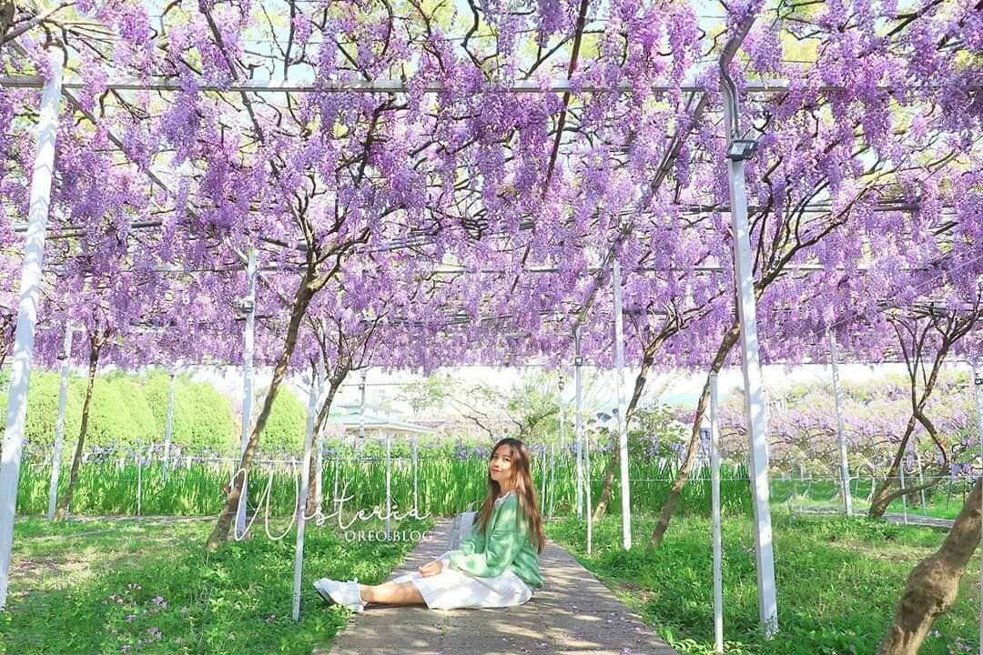 紫藤花 紫藤花隧道 紫藤咖啡園 淡水藤園 台灣紫藤花 台灣賞花秘境 台灣賞花 台灣賞花景點 台灣花季 台灣好去處 台灣必去 踏青好去處 台灣踏青好去處 台灣踏青 南部賞花景點 北部賞花景點 中部賞花景點