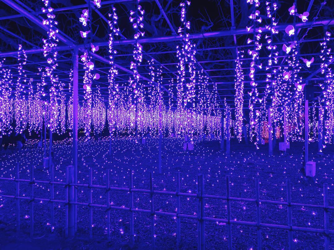 日本紫藤花 日本賞花 Wisteria flower