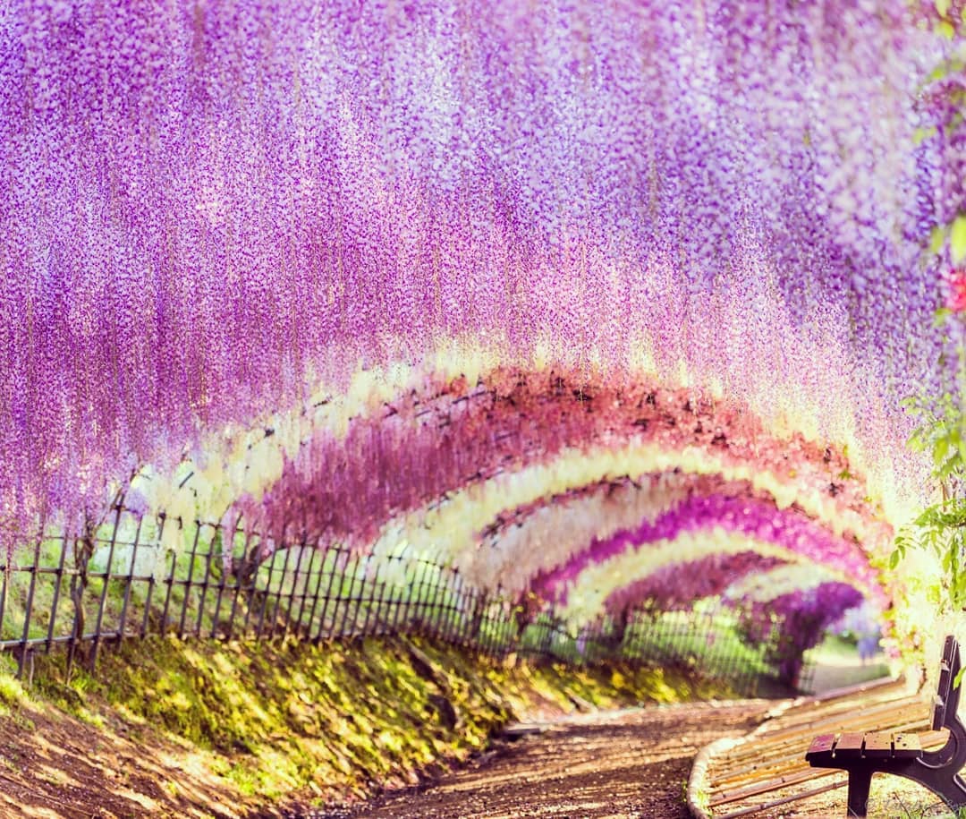 紫藤花 賞花必去 足利花卉公園