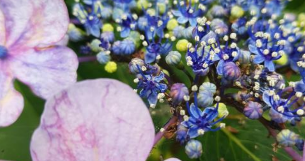 紫陽花