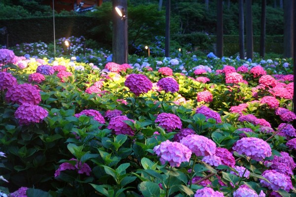 6月 紫陽花