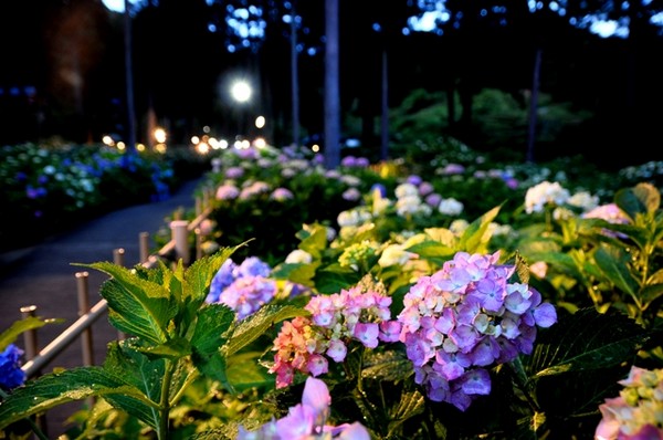 日本賞花 京都賞花