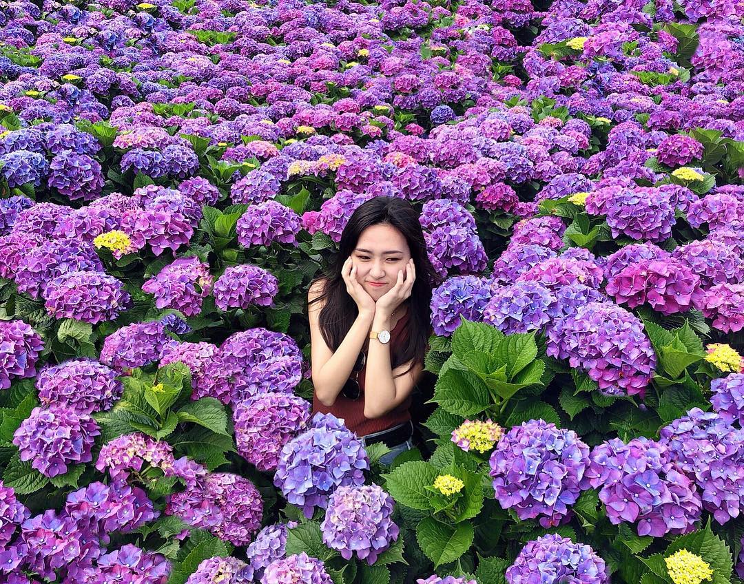 繡球花 陽明山繡球花 陽明山繡球花季 陽明山花季 陽明山賞花 台灣繡球花 高家繡球花田 財福海芋田 台灣賞花秘境 台灣賞花 台灣賞花景點 台灣花季 台灣好去處 台灣必去 踏青好去處 台灣踏青好去處 台灣踏青 南部賞花景點 北部賞花景點 中部賞花景點