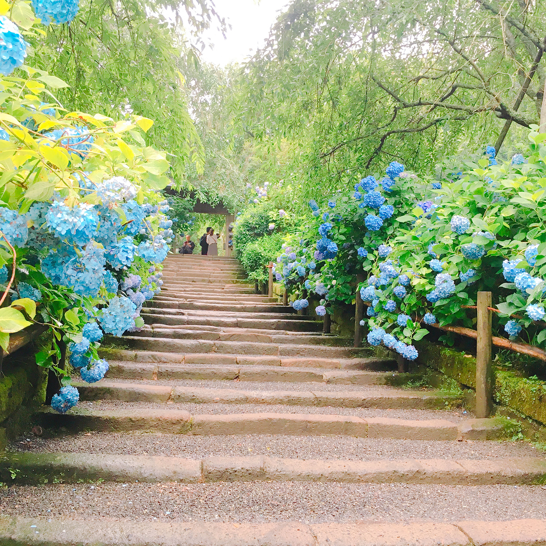 繡球花景點 賞花必去 日本賞花 日本繡球花 日本紫陽花