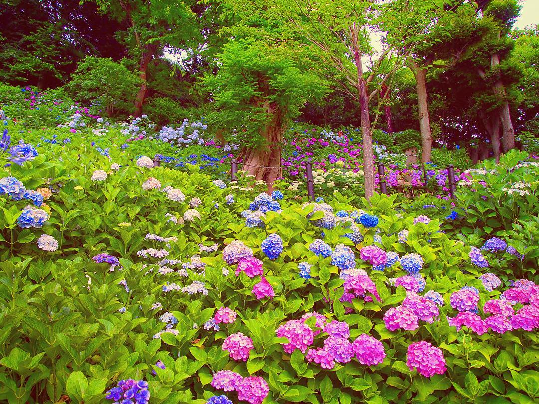 繡球花 紫陽花 Hydrangea 長谷寺 鎌倉 日本賞花