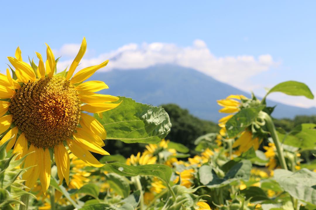 新雪谷高橋牧場 東山 花の丘 Higashiyama Hana No Oka 羊蹄山 登山口 真狩村登山口 羊蹄自然公園入口 倶知安站 蝦夷富士 赤蝦夷富士 赤富士 真狩村 真狩村市街 北海道富士山 東山 花之丘 向日葵花田 北海道景點 北海道自由行 北海道自駕遊 北海道好去處 北海道必去 北海道必看