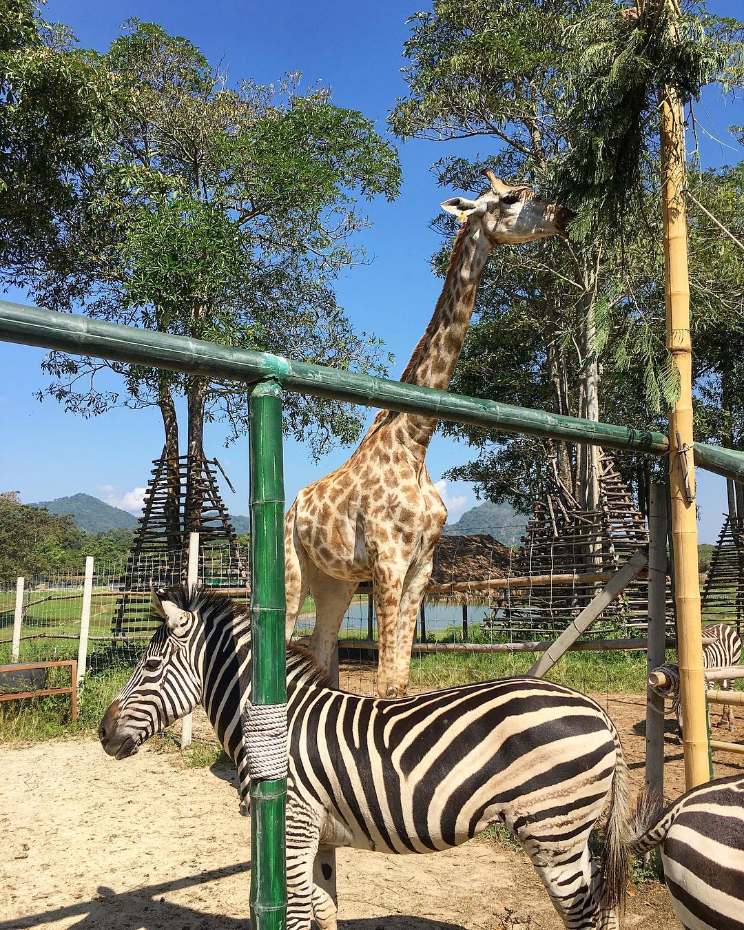清萊聖獅國際熱氣球節 清萊 聖獅公園 chiang rai Singha Park 清萊包車 清萊包車一日遊 清萊自駕遊 清萊一日遊 泰國清萊 泰北清萊 清邁 清萊 清邁 清萊 舊巴士總站 Chiang Rai Bus Terminal 1 Chiang Rai Bus Terminal 2 Chiang Rai 新巴士總站 清萊交通2019 清萊攻略2019 清萊自由行行程2019 清萊自由行行程推薦2019 清萊自由行2019 行程2019 清萊行程包2019 清萊懶人包2019 清萊好去處2019 清萊景點2019 清萊必到景點2019 清萊必去景點2019 清萊必到2019 清萊必去2019 清萊交通 清萊攻略 清萊自由行行程 清萊自由行行程推薦 清萊自由行 清萊行程 清萊行程包 清萊懶人包 清萊好去處 清萊景點 清萊必到景點 清萊必去景點 清萊必到 清萊必去 泰國 Thailand 泰北 泰北自由行 泰北景點 泰北必去景點 泰北好去處
