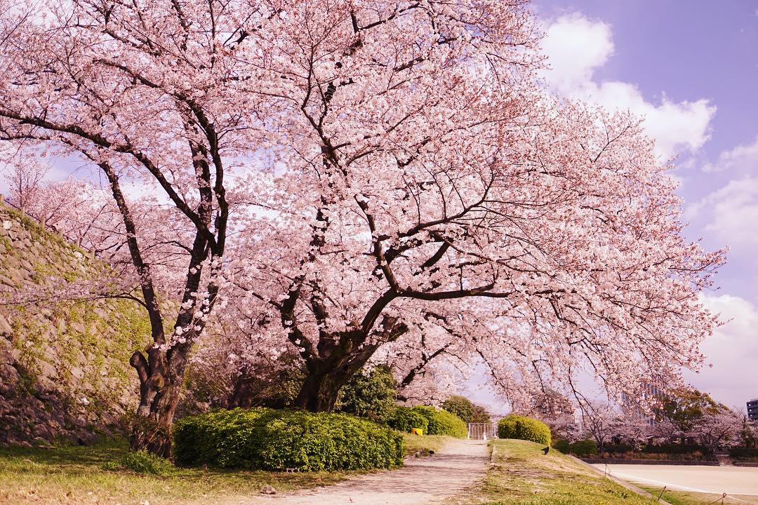 日本 Japan 日本必食 日本必吃 日本必到 日本必去 日本必買 日本必掃 日本自由行 日本行程 日本行程包 日本懶人包 日本好去處 日本景點 日本必到景點 日本美食 日本交通 日本攻略 日本自由行行程 日本自由行行程推薦 日本酒店 日本飯店 日本住宿 日本酒店推薦 日本飯店推薦 日本必住酒店 日本必住飯店 日本必食2019 日本必吃2019 日本必到2019 日本必去2019 日本必買2019 日本必掃2019 日本自由行2019 日本行程2019 日本行程包2019 日本懶人包2019 日本好去處2019 日本景點2019 日本必到景點2019 日本必去景點2019 日本美食2019 日本交通2019 日本攻略2019 日本自由行行程2019 日本自由行行程推薦2019 日本酒店2019 日本飯店2019 日本酒店推薦2019 日本飯店推薦2019 日本必住酒店2019 日本必住飯店2019 日本住宿2019 日本必食2020 日本必吃2020 日本必到2020 日本必去2020 日本必買2020 日本必掃2020 日本自由行2020 日本行程2020 日本行程包2020 日本懶人包2020 日本好去處2020 日本景點2020 日本必到景點2020 日本美食2020 日本交通2020 日本攻略2020 日本自由行行程2020 日本自由行行程推薦2020 日本酒店2020 日本飯店2020 日本住宿2020 日本酒店推薦2020 女飯店推薦2020 日本必住酒店2020 日本必住飯店2020 九州 Kyushu 九州必食 九州必吃 九州必到 九州必去 九州必買 九州必掃 九州自由行 行程 九州行程包 九州懶人包 九州好去處 九州景點 九州必到景點 九州美食 九州交通 九州攻略 九州自由行行程 九州自由行行程推薦 九州酒店 九州飯店 九州住宿 九州酒店推薦 九州飯店推薦 九州必住酒店 九州必住飯店 九州必食2019 九州必吃2019 九州必到2019 九州必去2019 九州必買2019 九州必掃2019 九州自由行2019 九州行程2019 九州行程包2019 九州懶人包2019 九州好去處2019 九州景點2019 九州必到景點2019 九州必去景點2019 九州美食2019 九州交通2019 九州攻略2019 九州自由行行程2019 九州自由行行程推薦2019 九州酒店2019 九州飯店2019 九州酒店推薦2019 九州飯店推薦2019 九州必住酒店2019 九州必住飯店2019 九州住宿2019 九州必食2020 九州必吃2020 九州必到2020 九州必去2020 九州必買2020 九州必掃2020 九州自由行2020 九州行程2020 九州行程包2020 九州懶人包2020 九州好去處2020 九州景點2020 九州必到景點2020 九州美食2020 九州交通2020 九州攻略2020 九州自由行行程2020 九州自由行行程推薦2020 九州酒店2020 九州飯店2020 九州住宿2020 九州酒店推薦2020 九州飯店推薦2020 九州必住酒店2020 九州必住飯店2020 大分 Oita 大分必食 大分必吃 大分必到 大分必去 大分必買 大分必掃 大分自由行 大分行程 大分行程包 大分懶人包 大分好去處 大分景點 大分必到景點 大分美食 大分交通 大分攻略 大分自由行行程 大分自由行行程推薦 大分酒店 大分飯店 大分住宿 大分酒店推薦 大分飯店推薦 大分必住酒店 大分必住飯店 大分必食2019 大分必吃2019 大分必到2019 大分必去2019 大分必買2019 大分必掃2019 大分自由行2019 大分行程2019 大分行程包2019 大分懶人包2019 大分好去處2019 大分景點2019 大分必到景點2019 大分必去景點2019大分 美食2019 大分交通2019 大分攻略2019 大分自由行行程2019 大分自由行行程推薦2019 大分酒店2019大分 飯店2019 大分酒店推薦2019 大分飯店推薦2019 大分必住酒店2019 大分必住飯店2019 大分住宿2019 大分必食2020 大分必吃2020 大分必到2020 大分必去2020 大分必買2020 大分必掃2020 大分自由行2020 大分行程2020 大分行程包2020 大分懶人包2020 大分好去處2020 大分景點2020 大分必到景點2020 大分美食2020 大分交通2020 大分攻略2020 大分自由行行程2020 大分自由行行程推薦2020 大分酒店2020 大分飯店2020 大分住宿2020 大分酒店推薦2020 大分飯店推薦2020 大分必住酒店2020 大分必住飯店2020 鹿兒島 Kagoshima 鹿兒島必食 鹿兒島必吃 鹿兒島必到 鹿兒島必去 鹿兒島必買 鹿兒島必掃 鹿兒島自由行 鹿兒島行程 鹿兒島行程包 鹿兒島懶人包 鹿兒島好去處 鹿兒島景點 鹿兒島必到景點 鹿兒島美食 鹿兒島交通 鹿兒島攻略 鹿兒島自由行行程鹿兒島 自由行行程推薦 鹿兒島酒店 鹿兒島飯店 鹿兒島住宿 鹿兒島酒店推薦 鹿兒島飯店推薦 鹿兒島必住酒店 鹿兒島必住飯店 鹿兒島必食2019 鹿兒島必吃2019 鹿兒島必到2019 鹿兒島必去2019 鹿兒島必買2019 鹿兒島必掃2019 鹿兒島自由行2019 鹿兒島行程2019 鹿兒島行程包2019 鹿兒島懶人包2019 鹿兒島好去處2019 鹿兒島景點2019 鹿兒島必到景點2019 鹿兒島必去景點2019 鹿兒島美食2019 鹿兒島交通2019 鹿兒島攻略2019 鹿兒島自由行行程2019 鹿兒島自由行行程推薦2019 鹿兒島酒店2019 鹿兒島飯店2019 鹿兒島酒店推薦2019 鹿兒島飯店推薦2019 鹿兒島必住酒店2019 鹿兒島必住飯店2019 鹿兒島住宿2019 鹿兒島必食2020 鹿兒島必吃2020 鹿兒島必到2020 鹿兒島必去2020 鹿兒島必買2020 鹿兒島必掃2020 鹿兒島自由行2020 鹿兒島行程2020 鹿兒島行程包2020 鹿兒島懶人包2020 鹿兒島好去處2020 鹿兒島景點2020 鹿兒島必到景點2020 鹿兒島美食2020 鹿兒島交通2020 鹿兒島攻略2020 鹿兒島自由行行程2020 鹿兒島自由行行程推薦2020 鹿兒島酒店2020鹿兒島飯店2020 鹿兒島住宿2020 鹿兒島酒店推薦2020 鹿兒島飯店推薦2020 鹿兒島必住酒店2020 鹿兒島必住飯店2020 長崎 Nagasaki 長崎必食長崎 必吃 長崎必到 長崎必去 長崎必買 長崎必掃 長崎自由行 長崎行程 長崎行程包 長崎懶人包 長崎好去處 長崎景點 長崎必到景點 長崎美食 長崎交通 長崎攻略 長崎自由行行程 長崎自由行行程推薦 長崎酒店 長崎飯店 長崎住宿 長崎酒店推薦 長崎飯店推薦 長崎必住酒店 長崎必住飯店 長崎必食2019 長崎必吃2019 長崎必到2019 長崎必去2019 長崎必買2019 長崎必掃2019 長崎自由行2019 長崎行程2019 長崎行程包2019 長崎懶人包2019 長崎好去處2019 長崎景點2019 長崎必到景點2019 長崎必去景點2019 長崎美食2019 長崎交通2019 長崎攻略2019 長崎自由行行程2019 長崎自由行行程推薦2019 長崎酒店2019 長崎飯店2019 長崎酒店推薦2019 長崎飯店推薦2019 長崎必住酒店2019 長崎必住飯店2019 長崎住宿2019 長崎必食2020 長崎必吃2020 長崎必到2020 長崎必去2020 長崎必買2020 長崎必掃2020 長崎自由行2020 長崎行程2020 長崎行程包2020 長崎懶人包2020 長崎好去處2020 長崎景點2020 長崎必到景點2020 長崎美食2020 長崎交通2020 長崎攻略2020 長崎自由行行程2020 長崎自由行行程推薦2020 長崎酒店2020 長崎飯店2020 長崎住宿2020 長崎酒店推薦2020 長崎飯店推薦2020 長崎必住酒店2020 長崎必住飯店2020 福岡 Hakata 福岡必食 福岡必吃 福岡必到 福岡必去 福岡必買 福岡必掃 福岡自由行 福岡行程 福岡行程包 福岡懶人包 福岡好去處 福岡景點 福岡必到景點 福岡美食 福岡交通 福岡攻略 福岡自由行行程 福岡自由行行程推薦 福岡酒店 福岡飯店 福岡住宿 福岡酒店推薦 福岡飯店推薦 福岡必住酒店 福岡必住飯店 福岡必食2019 福岡必吃2019 福岡必到2019 福岡必去2019 福岡必買2019 福岡必掃2019 福岡自由行2019 福岡行程2019 福岡行程包2019 福岡懶人包2019 福岡好去處2019 福岡景點2019 福岡必到景點2019 福岡必去景點2019 福岡美食2019 福岡交通2019 福岡攻略2019 福岡自由行行程2019 福岡自由行行程推薦2019 福岡酒店2019 福岡飯店2019 福岡酒店推薦2019 福岡飯店推薦2019 福岡必住酒店2019 福岡必住飯店2019 福岡住宿2019 福岡必食2020 福岡必吃2020 福岡必到2020 福岡必去2020 福岡必買2020 福岡必掃2020 福岡自由行2020 福岡行程2020 福岡行程包2020 福岡懶人包2020 福岡好去處2020 福岡景點2020 福岡必到景點2020 福岡美食2020 福岡交通2020 福岡攻略2020 福岡自由行行程2020 福岡自由行行程推薦2020 福岡酒店2020 福岡飯店2020 福岡住宿2020 福岡酒店推薦2020 福岡飯店推薦2020 福岡必住酒店2020 福岡必住飯店2020 熊本 Kumamoto 熊本必食 熊本必吃 熊本必到 熊本必去 熊本必買 熊本必掃 熊本自由行 熊本行程 熊本行程包 熊本懶人包 熊本好去處 熊本景點 熊本必到景點 熊本美食 熊本交通 熊本攻略 熊本自由行行程 熊本自由行行程推薦 熊本酒店 熊本飯店 熊本住宿 熊本酒店推薦 熊本飯店推薦 熊本必住酒店 熊本必住飯店 熊本必食2019 熊本必吃2019 熊本必到2019 熊本必去2019 熊本必買2019 熊本必掃2019 熊本自由行2019 熊本行程2019 熊本行程包2019 熊本懶人包2019 熊本好去處2019 熊本景點2019 熊本必到景點2019 熊本必去景點2019 熊本美食2019 熊本交通2019 熊本攻略2019 熊本自由行行程2019 熊本自由行行程推薦2019 熊本酒店2019 熊本飯店2019 熊本酒店推薦2019 熊本飯店推薦2019 熊本必住酒店2019 熊本必住飯店2019 住宿2019 熊本必食2020 熊本必吃2020 熊本必到2020 熊本必去2020 熊本必買2020 熊本必掃2020 熊本自由行2020 熊本行程2020 熊本行程包2020 熊本懶人包2020 熊本好去處2020 熊本景點2020 熊本必到景點2020 熊本美食2020 熊本交通2020 熊本攻略2020 熊本自由行行程2020 熊本自由行行程推薦2020 熊本酒店2020 熊本飯店2020 熊本住宿2020 熊本酒店推薦2020 熊本飯店推薦2020 熊本必住酒店2020 熊本必住飯店2020 佐賀 Saga 佐賀必食 佐賀必吃 佐賀必到 佐賀必去 佐賀必買 佐賀必掃 佐賀自由行 佐賀行程 佐賀行程包 佐賀懶人包 佐賀好去處 佐賀景點 佐賀必到景點 佐賀美食 佐賀交通 佐賀攻略 佐賀自由行行程 佐賀自由行行程推薦 佐賀酒店 佐賀飯店 佐賀住宿 佐賀酒店推薦 佐賀飯店推薦 佐賀必住酒店 佐賀必住飯店 佐賀必食2019 佐賀必吃2019 佐賀必到2019 佐賀必去2019 佐賀必買2019 佐賀必掃2019 佐賀自由行2019 佐賀行程2019 佐賀行程包2019 佐賀懶人包2019 佐賀好去處2019 佐賀景點2019 佐賀必到景點2019 佐賀必去景點2019 佐賀美食2019 佐賀交通2019 佐賀攻略2019 佐賀自由行行程2019 佐賀自由行行程推薦2019 佐賀酒店2019 佐賀飯店2019 佐賀酒店推薦2019 佐賀飯店推薦2019 佐賀必住酒店2019 佐賀必住飯店2019 佐賀住宿2019 佐賀必食2020 佐賀必吃2020 佐賀必到2020 佐賀必去2020 佐賀必買2020 佐賀必掃2020 佐賀自由行2020 佐賀行程2020 佐賀行程包2020 佐賀懶人包2020 佐賀好去處2020 佐賀景點2020 佐賀必到景點2020 佐賀美食2020 佐賀交通2020 佐賀攻略2020 佐賀自由行行程2020 佐賀自由行行程推薦2020 佐賀酒店2020 佐賀飯店2020 佐賀住宿2020 佐賀酒店推薦2020 佐賀飯店推薦2020 佐賀必住酒店2020 佐賀必住飯店2020 宮崎 Miyazaki 宮崎必食 宮崎必吃 宮崎必到 宮崎必去 宮崎必買 宮崎必掃 宮崎自由行 宮崎行程 宮崎行程包 宮崎懶人包 宮崎好去處 宮崎景點 宮崎必到景點 宮崎美食 宮崎交通 宮崎攻略 宮崎自由行行程 宮崎自由行行程推薦 宮崎酒店 宮崎飯店 宮崎住宿 宮崎酒店推薦 宮崎飯店推薦 宮崎必住酒店 宮崎必住飯店 宮崎必食2019 宮崎必吃2019 宮崎必到2019 宮崎必去2019 宮崎必買2019 宮崎必掃2019 宮崎自由行2019 宮崎行程2019 宮崎行程包2019 宮崎懶人包2019 宮崎好去處2019 宮崎景點2019 宮崎必到景點2019 宮崎必去景點2019 宮崎美食2019 宮崎交通2019 宮崎攻略2019 宮崎自由行行程2019 宮崎自由行行程推薦2019 宮崎酒店2019 宮崎飯店2019 宮崎酒店推薦2019 宮崎飯店推薦2019 宮崎必住酒店2019 宮崎必住飯店2019 宮崎住宿2019 宮崎必食2020 宮崎必吃2020 宮崎必到2020 宮崎必去2020 宮崎必買2020 宮崎必掃2020 宮崎自由行2020 宮崎行程2020 宮崎行程包2020 宮崎懶人包2020 宮崎好去處2020 宮崎景點2020 宮崎必到景點2020 宮崎美食2020 宮崎交通2020 宮崎攻略2020 宮崎自由行行程2020 宮崎自由行行程推薦2020 宮崎酒店2020 宮崎飯店2020 宮崎住宿2020 宮崎酒店推薦2020 宮崎飯店推薦2020 宮崎必住酒店2020 宮崎必住飯店2020 舞鶴公園 西公園 甘木公園 丸山公園 淺井的一本櫻 浅井の一本桜 秋月杉之馬場 秋月杉の馬場 小倉城勝山公園 勝山公園 一心行大櫻 一心行の大桜 水前寺成趣園 仙巖園 仙巌園 御船山樂園 御船山楽園 小城公園 母智丘公園 岡城跡 大村公園 日本櫻花 日本櫻花景點 日本賞櫻 日本櫻花攻略 日本賞櫻攻略 日本櫻花2020 日本櫻花景點2020 日本賞櫻2020 日本櫻花攻略2020 日本賞櫻攻略2020 福岡櫻花 福岡櫻花景點 福岡賞櫻 福岡櫻花攻略 福岡賞櫻攻略 福岡櫻花2020 福岡櫻花景點2020 福岡賞櫻2020 福岡櫻花攻略2020 福岡賞櫻攻略2020 熊本櫻花 熊本櫻花景點 熊本賞櫻 熊本櫻花攻略 熊本賞櫻攻略 熊本櫻花2020 熊本櫻花景點2020 熊本賞櫻2020 熊本櫻花攻略2020 熊本賞櫻攻略2020 鹿兒島櫻花 鹿兒島櫻花景點 鹿兒島賞櫻 鹿兒島櫻花攻略 鹿兒島賞櫻攻略 鹿兒島櫻花2020 鹿兒島櫻花景點2020 鹿兒島賞櫻2020 鹿兒島櫻花攻略2020 鹿兒島賞櫻攻略2020 佐賀櫻花 佐賀櫻花景點 佐賀賞櫻 佐賀櫻花攻略 佐賀賞櫻攻略 佐賀櫻花2020 佐賀櫻花景點2020 佐賀賞櫻2020 佐賀櫻花攻略2020 佐賀賞櫻攻略2020 宮崎櫻花 宮崎櫻花景點 宮崎賞櫻 宮崎櫻花攻略 宮崎賞櫻攻略 宮崎櫻花2020 宮崎櫻花景點2020 宮崎賞櫻2020 宮崎櫻花攻略2020 宮崎賞櫻攻略2020 大分櫻花 大分櫻花景點 大分賞櫻 大分櫻花攻略 大分賞櫻攻略 大分櫻花2020 大分櫻花景點2020 大分賞櫻2020 大分櫻花攻略2020 大分賞櫻攻略2020 長崎櫻花 長崎櫻花景點 長崎賞櫻 長崎櫻花攻略 長崎賞櫻攻略 長崎櫻花2020 長崎櫻花景點2020 長崎賞櫻2020 長崎櫻花攻略2020 長崎賞櫻攻略2020 舞鶴公園2019 舞鶴公園楓葉 舞鶴公園櫻花 舞鶴公園紅葉 舞鶴公園9月 舞鶴公園1月 舞鶴公園夜櫻 舞鶴公園交通 舞鶴公園12月 舞鶴公園英文 西公園櫻花2019 西公園仙台 西公園紅葉 福岡西公園櫻花 舞鶴公園 大濠公園 西公園交通 大濠公園美食 福岡城大濠公園 博多到大濠公園 甘木公園櫻花 甘木公園交通 舞鶴公園 福岡櫻花時間 舞鶴公園櫻花2019 福岡賞櫻時間 甘木觀光巴士 福岡櫻花2020 舞鶴公園夜櫻 福岡賞櫻2019 福岡櫻花時間 福岡櫻花2019 福岡櫻花祭 長崎櫻花2019 岡山櫻花2019 福岡絕景 櫻花季節 輕井澤櫻花 青森櫻花2019 日光櫻花2019 秋月日本 秋月城跡午餐 秋月城舊址 秋月城跡黑門 秋月城舊址交通 朝倉市美食 福岡秋月城跡賞楓 秋月城跡開放時間 秋月城跡楓葉 秋月城跡自駕 勝山公園紅葉 勝山公園楓葉 勝山公園櫻花 勝山公園停車場 小倉城 竉門神社 小倉城晚上 小倉城開放時間 福岡夜楓 一心行大櫻2019 白川水源 南阿蘇景點 白川水源2018 阿蘇景點2018 阿蘇地圖 熊本絕景 阿蘇山9月 阿蘇火山10月 草千里10月 水前寺成趣園紅葉 水前寺成趣園2019 水前寺成趣園必買 水前寺成趣園停留時間 水前寺成趣園冬天 水前寺成趣園停車 水前寺成趣園美食 水前寺成趣園抹茶 水前寺成趣園mapcode 水前寺成趣園楓葉 仙巖園停留時間 仙巖園和服 仙巖園紅葉 仙巖園星巴克 仙巖園貓神社 仙巖園世界遺產 仙巖園茶寮 仙巖園mapcode 仙巖園2018 仙巖園公車 御船山樂園2019 御船山樂園teamlab 御船山樂園值得去嗎 御船山樂園門票 御船山樂園櫻花 御船山樂園teamlab 2019 御船山樂園hotel 御船山樂園紅葉祭2019 佐賀御船山樂園teamlab 御船山樂園酒店blog 佐賀小城 小城景點 舞鶴公園 御船山樂園 佐賀小城景點 母智丘公園交通 岡城跡交通 岡城跡櫻花 岡城跡紅葉 大分縣岡城跡 岡城跡賞楓 岡城跡楓葉 岡城交通 岡城櫻花祭 豐後竹田車站 豐後景點 大村公園櫻花2019 大村公園2019 大村公園巴士 大村公園mapcode omura park大村公園 長崎大村公園櫻花2019 彰化大村公園 九州大村 大村公園玖島城跡 大村市景點