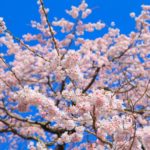 日本 Japan 日本必食 日本必吃 日本必到 日本必去 日本必買 日本必掃 日本自由行 日本行程 日本行程包 日本懶人包 日本好去處 日本景點 日本必到景點 日本美食 日本交通 日本攻略 日本自由行行程 日本自由行行程推薦 日本酒店 日本飯店 日本住宿 日本酒店推薦 日本飯店推薦 日本必住酒店 日本必住飯店 日本必食2019 日本必吃2019 日本必到2019 日本必去2019 日本必買2019 日本必掃2019 日本自由行2019 日本行程2019 日本行程包2019 日本懶人包2019 日本好去處2019 日本景點2019 日本必到景點2019 日本必去景點2019 日本美食2019 日本交通2019 日本攻略2019 日本自由行行程2019 日本自由行行程推薦2019 日本酒店2019 日本飯店2019 日本酒店推薦2019 日本飯店推薦2019 日本必住酒店2019 日本必住飯店2019 日本住宿2019 日本必食2020 日本必吃2020 日本必到2020 日本必去2020 日本必買2020 日本必掃2020 日本自由行2020 日本行程2020 日本行程包2020 日本懶人包2020 日本好去處2020 日本景點2020 日本必到景點2020 日本美食2020 日本交通2020 日本攻略2020 日本自由行行程2020 日本自由行行程推薦2020 日本酒店2020 日本飯店2020 日本住宿2020 日本酒店推薦2020 女飯店推薦2020 日本必住酒店2020 日本必住飯店2020 九州 Kyushu 九州必食 九州必吃 九州必到 九州必去 九州必買 九州必掃 九州自由行 行程 九州行程包 九州懶人包 九州好去處 九州景點 九州必到景點 九州美食 九州交通 九州攻略 九州自由行行程 九州自由行行程推薦 九州酒店 九州飯店 九州住宿 九州酒店推薦 九州飯店推薦 九州必住酒店 九州必住飯店 九州必食2019 九州必吃2019 九州必到2019 九州必去2019 九州必買2019 九州必掃2019 九州自由行2019 九州行程2019 九州行程包2019 九州懶人包2019 九州好去處2019 九州景點2019 九州必到景點2019 九州必去景點2019 九州美食2019 九州交通2019 九州攻略2019 九州自由行行程2019 九州自由行行程推薦2019 九州酒店2019 九州飯店2019 九州酒店推薦2019 九州飯店推薦2019 九州必住酒店2019 九州必住飯店2019 九州住宿2019 九州必食2020 九州必吃2020 九州必到2020 九州必去2020 九州必買2020 九州必掃2020 九州自由行2020 九州行程2020 九州行程包2020 九州懶人包2020 九州好去處2020 九州景點2020 九州必到景點2020 九州美食2020 九州交通2020 九州攻略2020 九州自由行行程2020 九州自由行行程推薦2020 九州酒店2020 九州飯店2020 九州住宿2020 九州酒店推薦2020 九州飯店推薦2020 九州必住酒店2020 九州必住飯店2020 大分 Oita 大分必食 大分必吃 大分必到 大分必去 大分必買 大分必掃 大分自由行 大分行程 大分行程包 大分懶人包 大分好去處 大分景點 大分必到景點 大分美食 大分交通 大分攻略 大分自由行行程 大分自由行行程推薦 大分酒店 大分飯店 大分住宿 大分酒店推薦 大分飯店推薦 大分必住酒店 大分必住飯店 大分必食2019 大分必吃2019 大分必到2019 大分必去2019 大分必買2019 大分必掃2019 大分自由行2019 大分行程2019 大分行程包2019 大分懶人包2019 大分好去處2019 大分景點2019 大分必到景點2019 大分必去景點2019大分 美食2019 大分交通2019 大分攻略2019 大分自由行行程2019 大分自由行行程推薦2019 大分酒店2019大分 飯店2019 大分酒店推薦2019 大分飯店推薦2019 大分必住酒店2019 大分必住飯店2019 大分住宿2019 大分必食2020 大分必吃2020 大分必到2020 大分必去2020 大分必買2020 大分必掃2020 大分自由行2020 大分行程2020 大分行程包2020 大分懶人包2020 大分好去處2020 大分景點2020 大分必到景點2020 大分美食2020 大分交通2020 大分攻略2020 大分自由行行程2020 大分自由行行程推薦2020 大分酒店2020 大分飯店2020 大分住宿2020 大分酒店推薦2020 大分飯店推薦2020 大分必住酒店2020 大分必住飯店2020 鹿兒島 Kagoshima 鹿兒島必食 鹿兒島必吃 鹿兒島必到 鹿兒島必去 鹿兒島必買 鹿兒島必掃 鹿兒島自由行 鹿兒島行程 鹿兒島行程包 鹿兒島懶人包 鹿兒島好去處 鹿兒島景點 鹿兒島必到景點 鹿兒島美食 鹿兒島交通 鹿兒島攻略 鹿兒島自由行行程鹿兒島 自由行行程推薦 鹿兒島酒店 鹿兒島飯店 鹿兒島住宿 鹿兒島酒店推薦 鹿兒島飯店推薦 鹿兒島必住酒店 鹿兒島必住飯店 鹿兒島必食2019 鹿兒島必吃2019 鹿兒島必到2019 鹿兒島必去2019 鹿兒島必買2019 鹿兒島必掃2019 鹿兒島自由行2019 鹿兒島行程2019 鹿兒島行程包2019 鹿兒島懶人包2019 鹿兒島好去處2019 鹿兒島景點2019 鹿兒島必到景點2019 鹿兒島必去景點2019 鹿兒島美食2019 鹿兒島交通2019 鹿兒島攻略2019 鹿兒島自由行行程2019 鹿兒島自由行行程推薦2019 鹿兒島酒店2019 鹿兒島飯店2019 鹿兒島酒店推薦2019 鹿兒島飯店推薦2019 鹿兒島必住酒店2019 鹿兒島必住飯店2019 鹿兒島住宿2019 鹿兒島必食2020 鹿兒島必吃2020 鹿兒島必到2020 鹿兒島必去2020 鹿兒島必買2020 鹿兒島必掃2020 鹿兒島自由行2020 鹿兒島行程2020 鹿兒島行程包2020 鹿兒島懶人包2020 鹿兒島好去處2020 鹿兒島景點2020 鹿兒島必到景點2020 鹿兒島美食2020 鹿兒島交通2020 鹿兒島攻略2020 鹿兒島自由行行程2020 鹿兒島自由行行程推薦2020 鹿兒島酒店2020鹿兒島飯店2020 鹿兒島住宿2020 鹿兒島酒店推薦2020 鹿兒島飯店推薦2020 鹿兒島必住酒店2020 鹿兒島必住飯店2020 長崎 Nagasaki 長崎必食長崎 必吃 長崎必到 長崎必去 長崎必買 長崎必掃 長崎自由行 長崎行程 長崎行程包 長崎懶人包 長崎好去處 長崎景點 長崎必到景點 長崎美食 長崎交通 長崎攻略 長崎自由行行程 長崎自由行行程推薦 長崎酒店 長崎飯店 長崎住宿 長崎酒店推薦 長崎飯店推薦 長崎必住酒店 長崎必住飯店 長崎必食2019 長崎必吃2019 長崎必到2019 長崎必去2019 長崎必買2019 長崎必掃2019 長崎自由行2019 長崎行程2019 長崎行程包2019 長崎懶人包2019 長崎好去處2019 長崎景點2019 長崎必到景點2019 長崎必去景點2019 長崎美食2019 長崎交通2019 長崎攻略2019 長崎自由行行程2019 長崎自由行行程推薦2019 長崎酒店2019 長崎飯店2019 長崎酒店推薦2019 長崎飯店推薦2019 長崎必住酒店2019 長崎必住飯店2019 長崎住宿2019 長崎必食2020 長崎必吃2020 長崎必到2020 長崎必去2020 長崎必買2020 長崎必掃2020 長崎自由行2020 長崎行程2020 長崎行程包2020 長崎懶人包2020 長崎好去處2020 長崎景點2020 長崎必到景點2020 長崎美食2020 長崎交通2020 長崎攻略2020 長崎自由行行程2020 長崎自由行行程推薦2020 長崎酒店2020 長崎飯店2020 長崎住宿2020 長崎酒店推薦2020 長崎飯店推薦2020 長崎必住酒店2020 長崎必住飯店2020 福岡 Hakata 福岡必食 福岡必吃 福岡必到 福岡必去 福岡必買 福岡必掃 福岡自由行 福岡行程 福岡行程包 福岡懶人包 福岡好去處 福岡景點 福岡必到景點 福岡美食 福岡交通 福岡攻略 福岡自由行行程 福岡自由行行程推薦 福岡酒店 福岡飯店 福岡住宿 福岡酒店推薦 福岡飯店推薦 福岡必住酒店 福岡必住飯店 福岡必食2019 福岡必吃2019 福岡必到2019 福岡必去2019 福岡必買2019 福岡必掃2019 福岡自由行2019 福岡行程2019 福岡行程包2019 福岡懶人包2019 福岡好去處2019 福岡景點2019 福岡必到景點2019 福岡必去景點2019 福岡美食2019 福岡交通2019 福岡攻略2019 福岡自由行行程2019 福岡自由行行程推薦2019 福岡酒店2019 福岡飯店2019 福岡酒店推薦2019 福岡飯店推薦2019 福岡必住酒店2019 福岡必住飯店2019 福岡住宿2019 福岡必食2020 福岡必吃2020 福岡必到2020 福岡必去2020 福岡必買2020 福岡必掃2020 福岡自由行2020 福岡行程2020 福岡行程包2020 福岡懶人包2020 福岡好去處2020 福岡景點2020 福岡必到景點2020 福岡美食2020 福岡交通2020 福岡攻略2020 福岡自由行行程2020 福岡自由行行程推薦2020 福岡酒店2020 福岡飯店2020 福岡住宿2020 福岡酒店推薦2020 福岡飯店推薦2020 福岡必住酒店2020 福岡必住飯店2020 熊本 Kumamoto 熊本必食 熊本必吃 熊本必到 熊本必去 熊本必買 熊本必掃 熊本自由行 熊本行程 熊本行程包 熊本懶人包 熊本好去處 熊本景點 熊本必到景點 熊本美食 熊本交通 熊本攻略 熊本自由行行程 熊本自由行行程推薦 熊本酒店 熊本飯店 熊本住宿 熊本酒店推薦 熊本飯店推薦 熊本必住酒店 熊本必住飯店 熊本必食2019 熊本必吃2019 熊本必到2019 熊本必去2019 熊本必買2019 熊本必掃2019 熊本自由行2019 熊本行程2019 熊本行程包2019 熊本懶人包2019 熊本好去處2019 熊本景點2019 熊本必到景點2019 熊本必去景點2019 熊本美食2019 熊本交通2019 熊本攻略2019 熊本自由行行程2019 熊本自由行行程推薦2019 熊本酒店2019 熊本飯店2019 熊本酒店推薦2019 熊本飯店推薦2019 熊本必住酒店2019 熊本必住飯店2019 住宿2019 熊本必食2020 熊本必吃2020 熊本必到2020 熊本必去2020 熊本必買2020 熊本必掃2020 熊本自由行2020 熊本行程2020 熊本行程包2020 熊本懶人包2020 熊本好去處2020 熊本景點2020 熊本必到景點2020 熊本美食2020 熊本交通2020 熊本攻略2020 熊本自由行行程2020 熊本自由行行程推薦2020 熊本酒店2020 熊本飯店2020 熊本住宿2020 熊本酒店推薦2020 熊本飯店推薦2020 熊本必住酒店2020 熊本必住飯店2020 佐賀 Saga 佐賀必食 佐賀必吃 佐賀必到 佐賀必去 佐賀必買 佐賀必掃 佐賀自由行 佐賀行程 佐賀行程包 佐賀懶人包 佐賀好去處 佐賀景點 佐賀必到景點 佐賀美食 佐賀交通 佐賀攻略 佐賀自由行行程 佐賀自由行行程推薦 佐賀酒店 佐賀飯店 佐賀住宿 佐賀酒店推薦 佐賀飯店推薦 佐賀必住酒店 佐賀必住飯店 佐賀必食2019 佐賀必吃2019 佐賀必到2019 佐賀必去2019 佐賀必買2019 佐賀必掃2019 佐賀自由行2019 佐賀行程2019 佐賀行程包2019 佐賀懶人包2019 佐賀好去處2019 佐賀景點2019 佐賀必到景點2019 佐賀必去景點2019 佐賀美食2019 佐賀交通2019 佐賀攻略2019 佐賀自由行行程2019 佐賀自由行行程推薦2019 佐賀酒店2019 佐賀飯店2019 佐賀酒店推薦2019 佐賀飯店推薦2019 佐賀必住酒店2019 佐賀必住飯店2019 佐賀住宿2019 佐賀必食2020 佐賀必吃2020 佐賀必到2020 佐賀必去2020 佐賀必買2020 佐賀必掃2020 佐賀自由行2020 佐賀行程2020 佐賀行程包2020 佐賀懶人包2020 佐賀好去處2020 佐賀景點2020 佐賀必到景點2020 佐賀美食2020 佐賀交通2020 佐賀攻略2020 佐賀自由行行程2020 佐賀自由行行程推薦2020 佐賀酒店2020 佐賀飯店2020 佐賀住宿2020 佐賀酒店推薦2020 佐賀飯店推薦2020 佐賀必住酒店2020 佐賀必住飯店2020 宮崎 Miyazaki 宮崎必食 宮崎必吃 宮崎必到 宮崎必去 宮崎必買 宮崎必掃 宮崎自由行 宮崎行程 宮崎行程包 宮崎懶人包 宮崎好去處 宮崎景點 宮崎必到景點 宮崎美食 宮崎交通 宮崎攻略 宮崎自由行行程 宮崎自由行行程推薦 宮崎酒店 宮崎飯店 宮崎住宿 宮崎酒店推薦 宮崎飯店推薦 宮崎必住酒店 宮崎必住飯店 宮崎必食2019 宮崎必吃2019 宮崎必到2019 宮崎必去2019 宮崎必買2019 宮崎必掃2019 宮崎自由行2019 宮崎行程2019 宮崎行程包2019 宮崎懶人包2019 宮崎好去處2019 宮崎景點2019 宮崎必到景點2019 宮崎必去景點2019 宮崎美食2019 宮崎交通2019 宮崎攻略2019 宮崎自由行行程2019 宮崎自由行行程推薦2019 宮崎酒店2019 宮崎飯店2019 宮崎酒店推薦2019 宮崎飯店推薦2019 宮崎必住酒店2019 宮崎必住飯店2019 宮崎住宿2019 宮崎必食2020 宮崎必吃2020 宮崎必到2020 宮崎必去2020 宮崎必買2020 宮崎必掃2020 宮崎自由行2020 宮崎行程2020 宮崎行程包2020 宮崎懶人包2020 宮崎好去處2020 宮崎景點2020 宮崎必到景點2020 宮崎美食2020 宮崎交通2020 宮崎攻略2020 宮崎自由行行程2020 宮崎自由行行程推薦2020 宮崎酒店2020 宮崎飯店2020 宮崎住宿2020 宮崎酒店推薦2020 宮崎飯店推薦2020 宮崎必住酒店2020 宮崎必住飯店2020 舞鶴公園 西公園 甘木公園 丸山公園 淺井的一本櫻 浅井の一本桜 秋月杉之馬場 秋月杉の馬場 小倉城勝山公園 勝山公園 一心行大櫻 一心行の大桜 水前寺成趣園 仙巖園 仙巌園 御船山樂園 御船山楽園 小城公園 母智丘公園 岡城跡 大村公園 日本櫻花 日本櫻花景點 日本賞櫻 日本櫻花攻略 日本賞櫻攻略 日本櫻花2020 日本櫻花景點2020 日本賞櫻2020 日本櫻花攻略2020 日本賞櫻攻略2020 福岡櫻花 福岡櫻花景點 福岡賞櫻 福岡櫻花攻略 福岡賞櫻攻略 福岡櫻花2020 福岡櫻花景點2020 福岡賞櫻2020 福岡櫻花攻略2020 福岡賞櫻攻略2020 熊本櫻花 熊本櫻花景點 熊本賞櫻 熊本櫻花攻略 熊本賞櫻攻略 熊本櫻花2020 熊本櫻花景點2020 熊本賞櫻2020 熊本櫻花攻略2020 熊本賞櫻攻略2020 鹿兒島櫻花 鹿兒島櫻花景點 鹿兒島賞櫻 鹿兒島櫻花攻略 鹿兒島賞櫻攻略 鹿兒島櫻花2020 鹿兒島櫻花景點2020 鹿兒島賞櫻2020 鹿兒島櫻花攻略2020 鹿兒島賞櫻攻略2020 佐賀櫻花 佐賀櫻花景點 佐賀賞櫻 佐賀櫻花攻略 佐賀賞櫻攻略 佐賀櫻花2020 佐賀櫻花景點2020 佐賀賞櫻2020 佐賀櫻花攻略2020 佐賀賞櫻攻略2020 宮崎櫻花 宮崎櫻花景點 宮崎賞櫻 宮崎櫻花攻略 宮崎賞櫻攻略 宮崎櫻花2020 宮崎櫻花景點2020 宮崎賞櫻2020 宮崎櫻花攻略2020 宮崎賞櫻攻略2020 大分櫻花 大分櫻花景點 大分賞櫻 大分櫻花攻略 大分賞櫻攻略 大分櫻花2020 大分櫻花景點2020 大分賞櫻2020 大分櫻花攻略2020 大分賞櫻攻略2020 長崎櫻花 長崎櫻花景點 長崎賞櫻 長崎櫻花攻略 長崎賞櫻攻略 長崎櫻花2020 長崎櫻花景點2020 長崎賞櫻2020 長崎櫻花攻略2020 長崎賞櫻攻略2020 舞鶴公園2019 舞鶴公園楓葉 舞鶴公園櫻花 舞鶴公園紅葉 舞鶴公園9月 舞鶴公園1月 舞鶴公園夜櫻 舞鶴公園交通 舞鶴公園12月 舞鶴公園英文 西公園櫻花2019 西公園仙台 西公園紅葉 福岡西公園櫻花 舞鶴公園 大濠公園 西公園交通 大濠公園美食 福岡城大濠公園 博多到大濠公園 甘木公園櫻花 甘木公園交通 舞鶴公園 福岡櫻花時間 舞鶴公園櫻花2019 福岡賞櫻時間 甘木觀光巴士 福岡櫻花2020 舞鶴公園夜櫻 福岡賞櫻2019 福岡櫻花時間 福岡櫻花2019 福岡櫻花祭 長崎櫻花2019 岡山櫻花2019 福岡絕景 櫻花季節 輕井澤櫻花 青森櫻花2019 日光櫻花2019 秋月日本 秋月城跡午餐 秋月城舊址 秋月城跡黑門 秋月城舊址交通 朝倉市美食 福岡秋月城跡賞楓 秋月城跡開放時間 秋月城跡楓葉 秋月城跡自駕 勝山公園紅葉 勝山公園楓葉 勝山公園櫻花 勝山公園停車場 小倉城 竉門神社 小倉城晚上 小倉城開放時間 福岡夜楓 一心行大櫻2019 白川水源 南阿蘇景點 白川水源2018 阿蘇景點2018 阿蘇地圖 熊本絕景 阿蘇山9月 阿蘇火山10月 草千里10月 水前寺成趣園紅葉 水前寺成趣園2019 水前寺成趣園必買 水前寺成趣園停留時間 水前寺成趣園冬天 水前寺成趣園停車 水前寺成趣園美食 水前寺成趣園抹茶 水前寺成趣園mapcode 水前寺成趣園楓葉 仙巖園停留時間 仙巖園和服 仙巖園紅葉 仙巖園星巴克 仙巖園貓神社 仙巖園世界遺產 仙巖園茶寮 仙巖園mapcode 仙巖園2018 仙巖園公車 御船山樂園2019 御船山樂園teamlab 御船山樂園值得去嗎 御船山樂園門票 御船山樂園櫻花 御船山樂園teamlab 2019 御船山樂園hotel 御船山樂園紅葉祭2019 佐賀御船山樂園teamlab 御船山樂園酒店blog 佐賀小城 小城景點 舞鶴公園 御船山樂園 佐賀小城景點 母智丘公園交通 岡城跡交通 岡城跡櫻花 岡城跡紅葉 大分縣岡城跡 岡城跡賞楓 岡城跡楓葉 岡城交通 岡城櫻花祭 豐後竹田車站 豐後景點 大村公園櫻花2019 大村公園2019 大村公園巴士 大村公園mapcode omura park大村公園 長崎大村公園櫻花2019 彰化大村公園 九州大村 大村公園玖島城跡 大村市景點