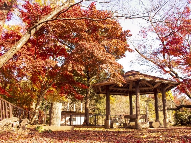 舞鶴城公園の紅葉 舞鶴城公園 舞鶴城公園紅葉 舞鶴城公園 紅葉 熊本 紅葉 景點 2019 熊本紅葉景點 2019 熊本 紅葉景點 2019 熊本紅葉 2019 熊本紅葉2019 熊本 紅葉 熊本紅葉 2019 熊本紅葉2019 熊本賞楓 2019 熊本賞楓2019 熊本賞楓景點 2019 熊本賞楓景點2019 熊本夜楓 2019 熊本夜楓2019 熊本夜楓景點2019 熊本夜楓景點 2019 九州紅葉 2019 九州紅葉2019 九州紅葉 景點 2019 九州紅葉景點 2019 九州紅葉景點2019 九州賞楓 2019 九州賞楓2019 九州賞楓景點 2019 九州賞楓景點2019 九州賞楓 景點 2019 九州夜楓2019 九州夜楓 2019 九州夜楓景點2019 九州夜楓景點 2019 九州夜楓 景點 2019 九州楓葉2019 九州楓葉 2019 九州楓葉景點2019 九州楓葉景點 2019 九州 紅葉祭 2019 九州景點 九州必去 九州必看 九州自由行 九州行程 九州自由行行程推薦 九州自由行行程推介 九州自由行行程