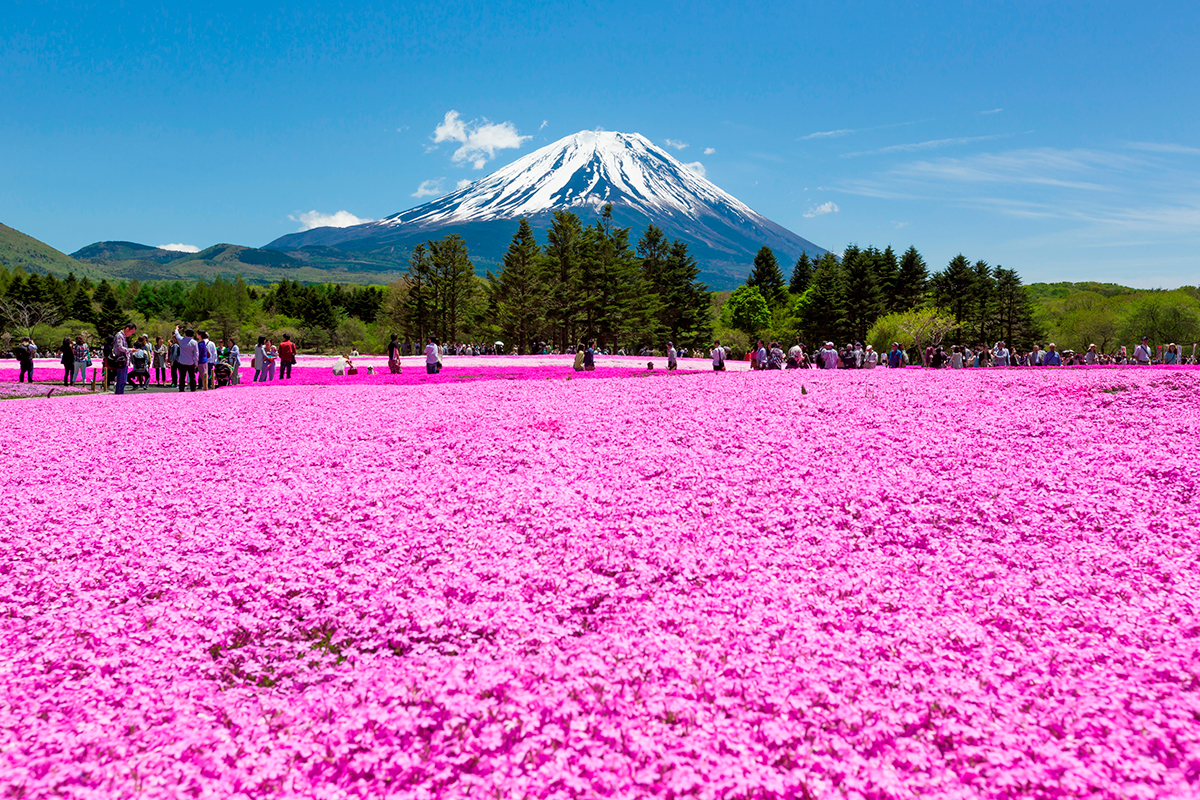 芝櫻 賞花必去 山梨縣河口湖 富士山 Shiba Sakura