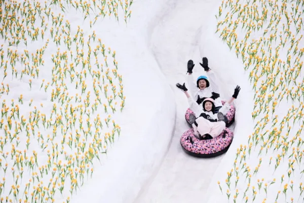 花海雪圈