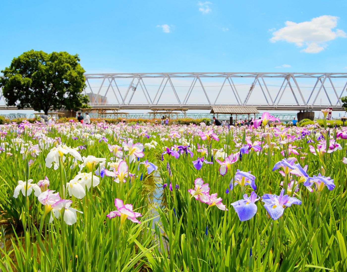 花菖蒲 Calamus 小岩菖蒲園園 江戶川河川地 日本賞花