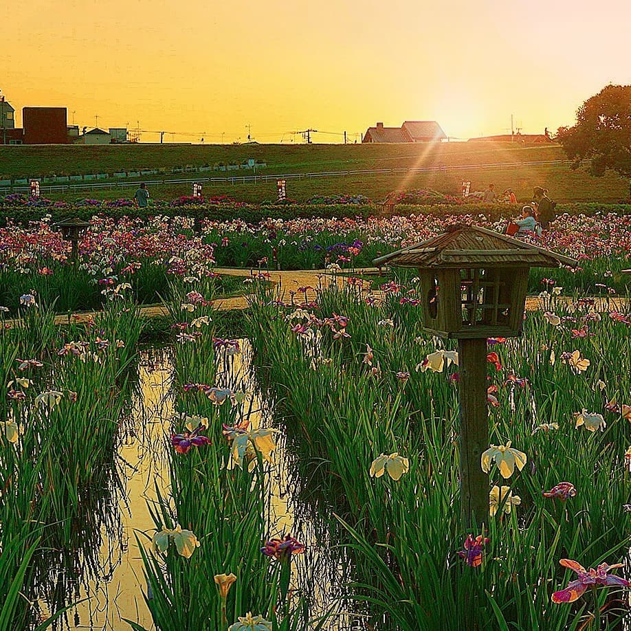 花菖蒲景點 賞花必去 日本賞花 日本花菖蒲
