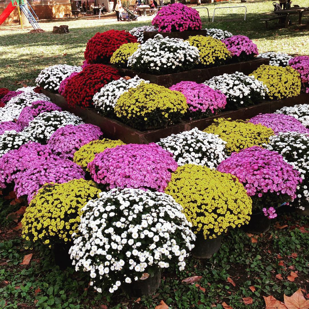 菊花 Chrysanthemum 日比谷公園 東京都觀光菊花大會 日本賞花