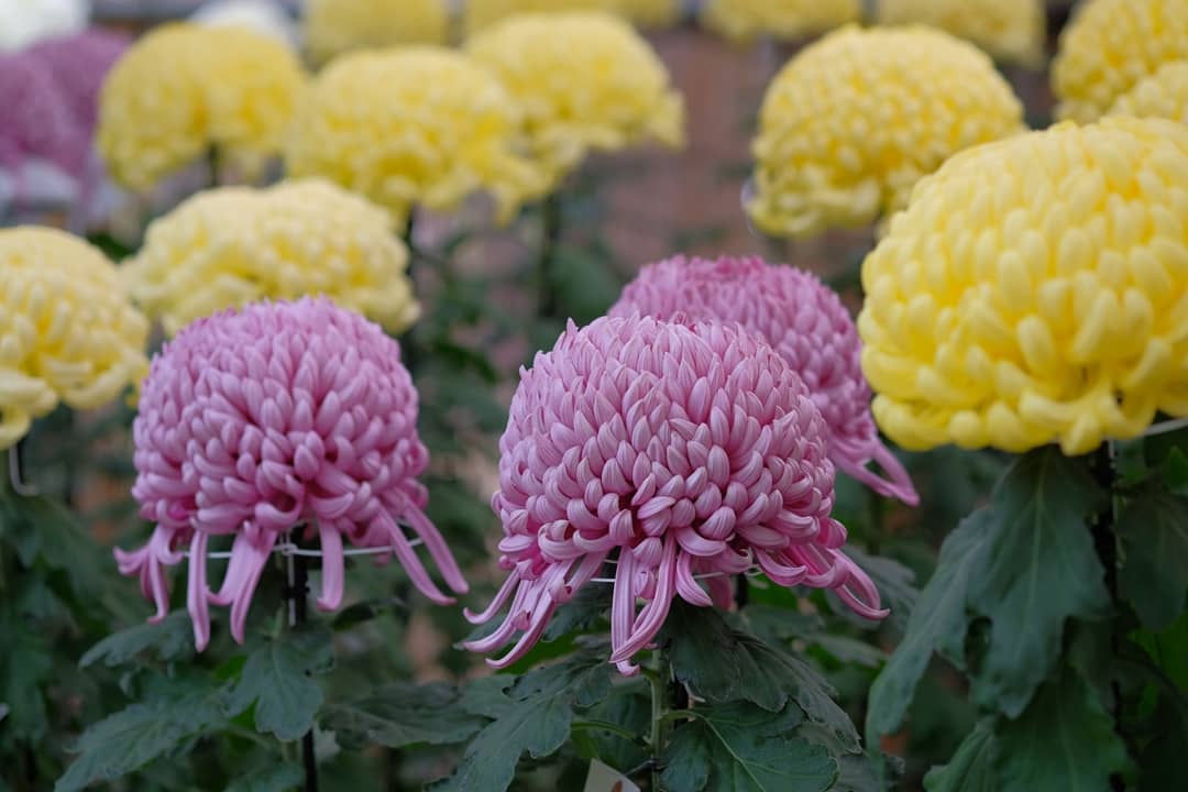 菊花景點 賞花必去 日本賞花 日本菊花