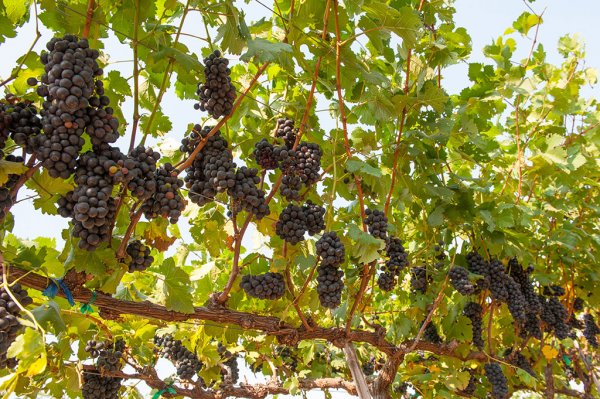 華欣酒莊 華欣葡萄酒莊園 Monsoon Valley Vineyard 華欣景點 華欣新景點