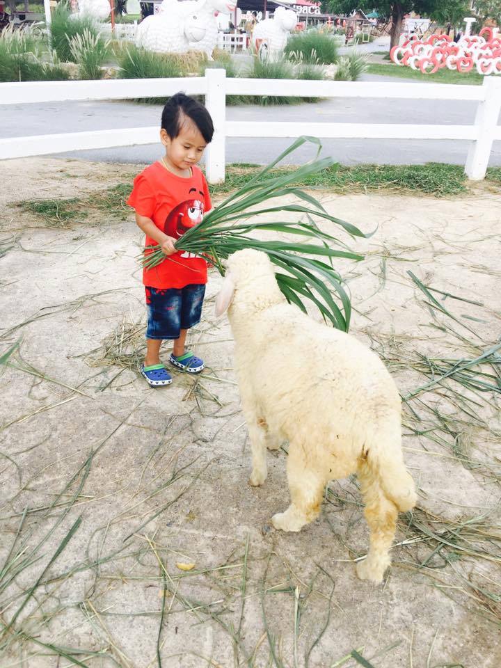 華欣親子行程 華欣親子自由行 華欣親子景點 華欣親子遊 小瑞士綿羊牧場 Swiss Sheep Farm