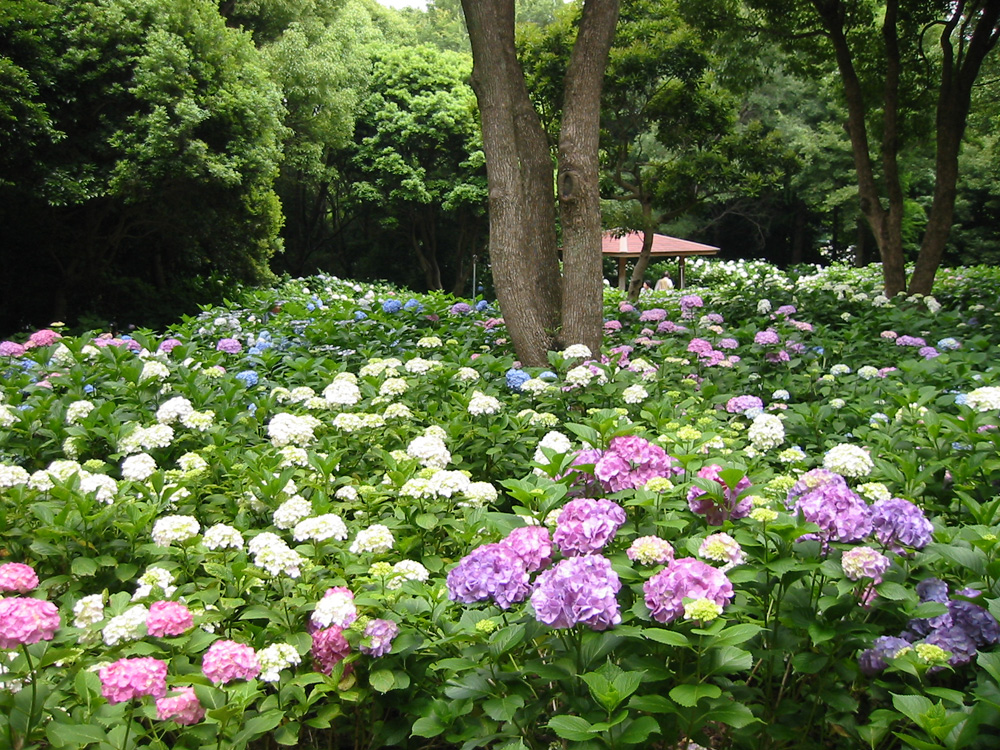 萬博紀念公園 (1)