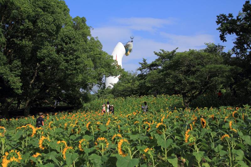 萬博紀念公園 向日葵節 (1)