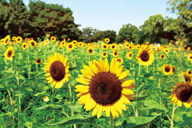 夏日向日葵!大阪萬博紀念公園 向日葵節