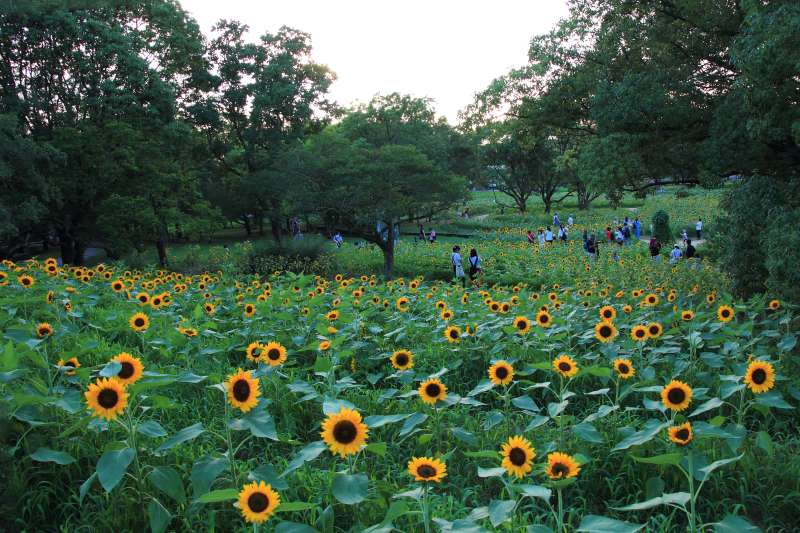 萬博紀念公園 向日葵節 (5)