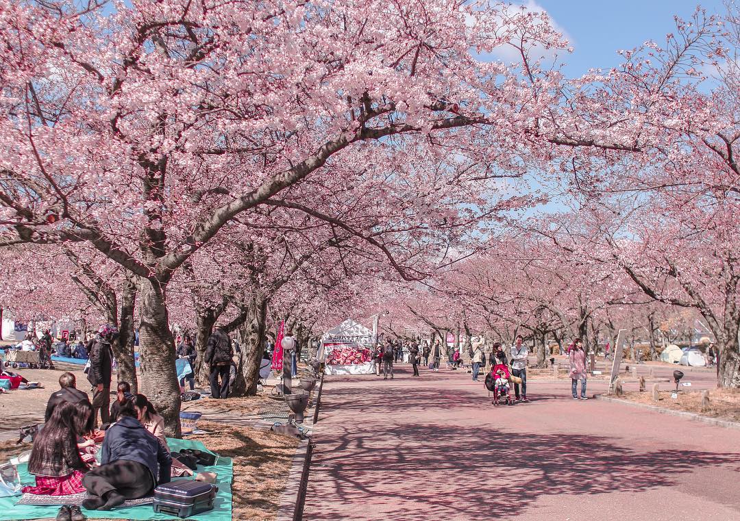 萬博紀念公園 紅葉 萬博紀念公園 櫻花 萬博紀念公園夏祭 萬日夏日狂歡 万博夏あそび 大阪 繡球花 大阪繡球花 大阪賞花景點 大阪親子景點 大阪親子 大阪 紅葉 景點 大阪賞紅葉必去 大阪賞紅葉景點 大阪賞楓景點 大阪賞楓必去 大阪賞櫻景點 大阪賞櫻必去 大阪 萬博紀念公園 Expo’70 Commemorative Park 万博記念公園 大阪 Osaka 大阪必食 大阪必食 大阪必吃 大阪必到 大阪必去 大阪必買 大阪必掃 大阪自由行 大阪行程 大阪行程包 大阪懶人包 大阪好去處 大阪景點 大阪必到景點 大阪必去景點 大阪美食 大阪交通 大阪攻略 大阪自由行行程 大阪自由行行程推薦 大阪必食2019 大阪必吃2019 大阪必到2019 大阪必去2019 大阪必買2019 大阪必掃2019 大阪自由行2019 大阪行程2019 大阪行程包2019 大阪懶人包2019 大阪好去處2019 大阪景點2019 大阪必到景點2019 大阪必去景點2019 大阪美食2019 大阪交通2019 大阪攻略2019 大阪自由行行程2019 大阪自由行行程推薦2019