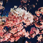 日本 Japan 日本必食 日本必吃 日本必到 日本必去 日本必買 日本必掃 日本自由行 日本行程 日本行程包 日本懶人包 日本好去處 日本景點 日本必到景點 日本美食 日本交通 日本攻略 日本自由行行程 日本自由行行程推薦 日本酒店 日本飯店 日本住宿 日本酒店推薦 日本飯店推薦 日本必住酒店 日本必住飯店 日本必食2019 日本必吃2019 日本必到2019 日本必去2019 日本必買2019 日本必掃2019 日本自由行2019 日本行程2019 日本行程包2019 日本懶人包2019 日本好去處2019 日本景點2019 日本必到景點2019 日本必去景點2019 日本美食2019 日本交通2019 日本攻略2019 日本自由行行程2019 日本自由行行程推薦2019 日本酒店2019 日本飯店2019 日本酒店推薦2019 日本飯店推薦2019 日本必住酒店2019 日本必住飯店2019 日本住宿2019 日本必食2020 日本必吃2020 日本必到2020 日本必去2020 日本必買2020 日本必掃2020 日本自由行2020 日本行程2020 日本行程包2020 日本懶人包2020 日本好去處2020 日本景點2020 日本必到景點2020 日本美食2020 日本交通2020 日本攻略2020 日本自由行行程2020 日本自由行行程推薦2020 日本酒店2020 日本飯店2020 日本住宿2020 日本酒店推薦2020 女飯店推薦2020 日本必住酒店2020 日本必住飯店2020 九州 Kyushu 九州必食 九州必吃 九州必到 九州必去 九州必買 九州必掃 九州自由行 行程 九州行程包 九州懶人包 九州好去處 九州景點 九州必到景點 九州美食 九州交通 九州攻略 九州自由行行程 九州自由行行程推薦 九州酒店 九州飯店 九州住宿 九州酒店推薦 九州飯店推薦 九州必住酒店 九州必住飯店 九州必食2019 九州必吃2019 九州必到2019 九州必去2019 九州必買2019 九州必掃2019 九州自由行2019 九州行程2019 九州行程包2019 九州懶人包2019 九州好去處2019 九州景點2019 九州必到景點2019 九州必去景點2019 九州美食2019 九州交通2019 九州攻略2019 九州自由行行程2019 九州自由行行程推薦2019 九州酒店2019 九州飯店2019 九州酒店推薦2019 九州飯店推薦2019 九州必住酒店2019 九州必住飯店2019 九州住宿2019 九州必食2020 九州必吃2020 九州必到2020 九州必去2020 九州必買2020 九州必掃2020 九州自由行2020 九州行程2020 九州行程包2020 九州懶人包2020 九州好去處2020 九州景點2020 九州必到景點2020 九州美食2020 九州交通2020 九州攻略2020 九州自由行行程2020 九州自由行行程推薦2020 九州酒店2020 九州飯店2020 九州住宿2020 九州酒店推薦2020 九州飯店推薦2020 九州必住酒店2020 九州必住飯店2020 大分 Oita 大分必食 大分必吃 大分必到 大分必去 大分必買 大分必掃 大分自由行 大分行程 大分行程包 大分懶人包 大分好去處 大分景點 大分必到景點 大分美食 大分交通 大分攻略 大分自由行行程 大分自由行行程推薦 大分酒店 大分飯店 大分住宿 大分酒店推薦 大分飯店推薦 大分必住酒店 大分必住飯店 大分必食2019 大分必吃2019 大分必到2019 大分必去2019 大分必買2019 大分必掃2019 大分自由行2019 大分行程2019 大分行程包2019 大分懶人包2019 大分好去處2019 大分景點2019 大分必到景點2019 大分必去景點2019大分 美食2019 大分交通2019 大分攻略2019 大分自由行行程2019 大分自由行行程推薦2019 大分酒店2019大分 飯店2019 大分酒店推薦2019 大分飯店推薦2019 大分必住酒店2019 大分必住飯店2019 大分住宿2019 大分必食2020 大分必吃2020 大分必到2020 大分必去2020 大分必買2020 大分必掃2020 大分自由行2020 大分行程2020 大分行程包2020 大分懶人包2020 大分好去處2020 大分景點2020 大分必到景點2020 大分美食2020 大分交通2020 大分攻略2020 大分自由行行程2020 大分自由行行程推薦2020 大分酒店2020 大分飯店2020 大分住宿2020 大分酒店推薦2020 大分飯店推薦2020 大分必住酒店2020 大分必住飯店2020 鹿兒島 Kagoshima 鹿兒島必食 鹿兒島必吃 鹿兒島必到 鹿兒島必去 鹿兒島必買 鹿兒島必掃 鹿兒島自由行 鹿兒島行程 鹿兒島行程包 鹿兒島懶人包 鹿兒島好去處 鹿兒島景點 鹿兒島必到景點 鹿兒島美食 鹿兒島交通 鹿兒島攻略 鹿兒島自由行行程鹿兒島 自由行行程推薦 鹿兒島酒店 鹿兒島飯店 鹿兒島住宿 鹿兒島酒店推薦 鹿兒島飯店推薦 鹿兒島必住酒店 鹿兒島必住飯店 鹿兒島必食2019 鹿兒島必吃2019 鹿兒島必到2019 鹿兒島必去2019 鹿兒島必買2019 鹿兒島必掃2019 鹿兒島自由行2019 鹿兒島行程2019 鹿兒島行程包2019 鹿兒島懶人包2019 鹿兒島好去處2019 鹿兒島景點2019 鹿兒島必到景點2019 鹿兒島必去景點2019 鹿兒島美食2019 鹿兒島交通2019 鹿兒島攻略2019 鹿兒島自由行行程2019 鹿兒島自由行行程推薦2019 鹿兒島酒店2019 鹿兒島飯店2019 鹿兒島酒店推薦2019 鹿兒島飯店推薦2019 鹿兒島必住酒店2019 鹿兒島必住飯店2019 鹿兒島住宿2019 鹿兒島必食2020 鹿兒島必吃2020 鹿兒島必到2020 鹿兒島必去2020 鹿兒島必買2020 鹿兒島必掃2020 鹿兒島自由行2020 鹿兒島行程2020 鹿兒島行程包2020 鹿兒島懶人包2020 鹿兒島好去處2020 鹿兒島景點2020 鹿兒島必到景點2020 鹿兒島美食2020 鹿兒島交通2020 鹿兒島攻略2020 鹿兒島自由行行程2020 鹿兒島自由行行程推薦2020 鹿兒島酒店2020鹿兒島飯店2020 鹿兒島住宿2020 鹿兒島酒店推薦2020 鹿兒島飯店推薦2020 鹿兒島必住酒店2020 鹿兒島必住飯店2020 長崎 Nagasaki 長崎必食長崎 必吃 長崎必到 長崎必去 長崎必買 長崎必掃 長崎自由行 長崎行程 長崎行程包 長崎懶人包 長崎好去處 長崎景點 長崎必到景點 長崎美食 長崎交通 長崎攻略 長崎自由行行程 長崎自由行行程推薦 長崎酒店 長崎飯店 長崎住宿 長崎酒店推薦 長崎飯店推薦 長崎必住酒店 長崎必住飯店 長崎必食2019 長崎必吃2019 長崎必到2019 長崎必去2019 長崎必買2019 長崎必掃2019 長崎自由行2019 長崎行程2019 長崎行程包2019 長崎懶人包2019 長崎好去處2019 長崎景點2019 長崎必到景點2019 長崎必去景點2019 長崎美食2019 長崎交通2019 長崎攻略2019 長崎自由行行程2019 長崎自由行行程推薦2019 長崎酒店2019 長崎飯店2019 長崎酒店推薦2019 長崎飯店推薦2019 長崎必住酒店2019 長崎必住飯店2019 長崎住宿2019 長崎必食2020 長崎必吃2020 長崎必到2020 長崎必去2020 長崎必買2020 長崎必掃2020 長崎自由行2020 長崎行程2020 長崎行程包2020 長崎懶人包2020 長崎好去處2020 長崎景點2020 長崎必到景點2020 長崎美食2020 長崎交通2020 長崎攻略2020 長崎自由行行程2020 長崎自由行行程推薦2020 長崎酒店2020 長崎飯店2020 長崎住宿2020 長崎酒店推薦2020 長崎飯店推薦2020 長崎必住酒店2020 長崎必住飯店2020 福岡 Hakata 福岡必食 福岡必吃 福岡必到 福岡必去 福岡必買 福岡必掃 福岡自由行 福岡行程 福岡行程包 福岡懶人包 福岡好去處 福岡景點 福岡必到景點 福岡美食 福岡交通 福岡攻略 福岡自由行行程 福岡自由行行程推薦 福岡酒店 福岡飯店 福岡住宿 福岡酒店推薦 福岡飯店推薦 福岡必住酒店 福岡必住飯店 福岡必食2019 福岡必吃2019 福岡必到2019 福岡必去2019 福岡必買2019 福岡必掃2019 福岡自由行2019 福岡行程2019 福岡行程包2019 福岡懶人包2019 福岡好去處2019 福岡景點2019 福岡必到景點2019 福岡必去景點2019 福岡美食2019 福岡交通2019 福岡攻略2019 福岡自由行行程2019 福岡自由行行程推薦2019 福岡酒店2019 福岡飯店2019 福岡酒店推薦2019 福岡飯店推薦2019 福岡必住酒店2019 福岡必住飯店2019 福岡住宿2019 福岡必食2020 福岡必吃2020 福岡必到2020 福岡必去2020 福岡必買2020 福岡必掃2020 福岡自由行2020 福岡行程2020 福岡行程包2020 福岡懶人包2020 福岡好去處2020 福岡景點2020 福岡必到景點2020 福岡美食2020 福岡交通2020 福岡攻略2020 福岡自由行行程2020 福岡自由行行程推薦2020 福岡酒店2020 福岡飯店2020 福岡住宿2020 福岡酒店推薦2020 福岡飯店推薦2020 福岡必住酒店2020 福岡必住飯店2020 熊本 Kumamoto 熊本必食 熊本必吃 熊本必到 熊本必去 熊本必買 熊本必掃 熊本自由行 熊本行程 熊本行程包 熊本懶人包 熊本好去處 熊本景點 熊本必到景點 熊本美食 熊本交通 熊本攻略 熊本自由行行程 熊本自由行行程推薦 熊本酒店 熊本飯店 熊本住宿 熊本酒店推薦 熊本飯店推薦 熊本必住酒店 熊本必住飯店 熊本必食2019 熊本必吃2019 熊本必到2019 熊本必去2019 熊本必買2019 熊本必掃2019 熊本自由行2019 熊本行程2019 熊本行程包2019 熊本懶人包2019 熊本好去處2019 熊本景點2019 熊本必到景點2019 熊本必去景點2019 熊本美食2019 熊本交通2019 熊本攻略2019 熊本自由行行程2019 熊本自由行行程推薦2019 熊本酒店2019 熊本飯店2019 熊本酒店推薦2019 熊本飯店推薦2019 熊本必住酒店2019 熊本必住飯店2019 住宿2019 熊本必食2020 熊本必吃2020 熊本必到2020 熊本必去2020 熊本必買2020 熊本必掃2020 熊本自由行2020 熊本行程2020 熊本行程包2020 熊本懶人包2020 熊本好去處2020 熊本景點2020 熊本必到景點2020 熊本美食2020 熊本交通2020 熊本攻略2020 熊本自由行行程2020 熊本自由行行程推薦2020 熊本酒店2020 熊本飯店2020 熊本住宿2020 熊本酒店推薦2020 熊本飯店推薦2020 熊本必住酒店2020 熊本必住飯店2020 佐賀 Saga 佐賀必食 佐賀必吃 佐賀必到 佐賀必去 佐賀必買 佐賀必掃 佐賀自由行 佐賀行程 佐賀行程包 佐賀懶人包 佐賀好去處 佐賀景點 佐賀必到景點 佐賀美食 佐賀交通 佐賀攻略 佐賀自由行行程 佐賀自由行行程推薦 佐賀酒店 佐賀飯店 佐賀住宿 佐賀酒店推薦 佐賀飯店推薦 佐賀必住酒店 佐賀必住飯店 佐賀必食2019 佐賀必吃2019 佐賀必到2019 佐賀必去2019 佐賀必買2019 佐賀必掃2019 佐賀自由行2019 佐賀行程2019 佐賀行程包2019 佐賀懶人包2019 佐賀好去處2019 佐賀景點2019 佐賀必到景點2019 佐賀必去景點2019 佐賀美食2019 佐賀交通2019 佐賀攻略2019 佐賀自由行行程2019 佐賀自由行行程推薦2019 佐賀酒店2019 佐賀飯店2019 佐賀酒店推薦2019 佐賀飯店推薦2019 佐賀必住酒店2019 佐賀必住飯店2019 佐賀住宿2019 佐賀必食2020 佐賀必吃2020 佐賀必到2020 佐賀必去2020 佐賀必買2020 佐賀必掃2020 佐賀自由行2020 佐賀行程2020 佐賀行程包2020 佐賀懶人包2020 佐賀好去處2020 佐賀景點2020 佐賀必到景點2020 佐賀美食2020 佐賀交通2020 佐賀攻略2020 佐賀自由行行程2020 佐賀自由行行程推薦2020 佐賀酒店2020 佐賀飯店2020 佐賀住宿2020 佐賀酒店推薦2020 佐賀飯店推薦2020 佐賀必住酒店2020 佐賀必住飯店2020 宮崎 Miyazaki 宮崎必食 宮崎必吃 宮崎必到 宮崎必去 宮崎必買 宮崎必掃 宮崎自由行 宮崎行程 宮崎行程包 宮崎懶人包 宮崎好去處 宮崎景點 宮崎必到景點 宮崎美食 宮崎交通 宮崎攻略 宮崎自由行行程 宮崎自由行行程推薦 宮崎酒店 宮崎飯店 宮崎住宿 宮崎酒店推薦 宮崎飯店推薦 宮崎必住酒店 宮崎必住飯店 宮崎必食2019 宮崎必吃2019 宮崎必到2019 宮崎必去2019 宮崎必買2019 宮崎必掃2019 宮崎自由行2019 宮崎行程2019 宮崎行程包2019 宮崎懶人包2019 宮崎好去處2019 宮崎景點2019 宮崎必到景點2019 宮崎必去景點2019 宮崎美食2019 宮崎交通2019 宮崎攻略2019 宮崎自由行行程2019 宮崎自由行行程推薦2019 宮崎酒店2019 宮崎飯店2019 宮崎酒店推薦2019 宮崎飯店推薦2019 宮崎必住酒店2019 宮崎必住飯店2019 宮崎住宿2019 宮崎必食2020 宮崎必吃2020 宮崎必到2020 宮崎必去2020 宮崎必買2020 宮崎必掃2020 宮崎自由行2020 宮崎行程2020 宮崎行程包2020 宮崎懶人包2020 宮崎好去處2020 宮崎景點2020 宮崎必到景點2020 宮崎美食2020 宮崎交通2020 宮崎攻略2020 宮崎自由行行程2020 宮崎自由行行程推薦2020 宮崎酒店2020 宮崎飯店2020 宮崎住宿2020 宮崎酒店推薦2020 宮崎飯店推薦2020 宮崎必住酒店2020 宮崎必住飯店2020 舞鶴公園 西公園 甘木公園 丸山公園 淺井的一本櫻 浅井の一本桜 秋月杉之馬場 秋月杉の馬場 小倉城勝山公園 勝山公園 一心行大櫻 一心行の大桜 水前寺成趣園 仙巖園 仙巌園 御船山樂園 御船山楽園 小城公園 母智丘公園 岡城跡 大村公園 日本櫻花 日本櫻花景點 日本賞櫻 日本櫻花攻略 日本賞櫻攻略 日本櫻花2020 日本櫻花景點2020 日本賞櫻2020 日本櫻花攻略2020 日本賞櫻攻略2020 福岡櫻花 福岡櫻花景點 福岡賞櫻 福岡櫻花攻略 福岡賞櫻攻略 福岡櫻花2020 福岡櫻花景點2020 福岡賞櫻2020 福岡櫻花攻略2020 福岡賞櫻攻略2020 熊本櫻花 熊本櫻花景點 熊本賞櫻 熊本櫻花攻略 熊本賞櫻攻略 熊本櫻花2020 熊本櫻花景點2020 熊本賞櫻2020 熊本櫻花攻略2020 熊本賞櫻攻略2020 鹿兒島櫻花 鹿兒島櫻花景點 鹿兒島賞櫻 鹿兒島櫻花攻略 鹿兒島賞櫻攻略 鹿兒島櫻花2020 鹿兒島櫻花景點2020 鹿兒島賞櫻2020 鹿兒島櫻花攻略2020 鹿兒島賞櫻攻略2020 佐賀櫻花 佐賀櫻花景點 佐賀賞櫻 佐賀櫻花攻略 佐賀賞櫻攻略 佐賀櫻花2020 佐賀櫻花景點2020 佐賀賞櫻2020 佐賀櫻花攻略2020 佐賀賞櫻攻略2020 宮崎櫻花 宮崎櫻花景點 宮崎賞櫻 宮崎櫻花攻略 宮崎賞櫻攻略 宮崎櫻花2020 宮崎櫻花景點2020 宮崎賞櫻2020 宮崎櫻花攻略2020 宮崎賞櫻攻略2020 大分櫻花 大分櫻花景點 大分賞櫻 大分櫻花攻略 大分賞櫻攻略 大分櫻花2020 大分櫻花景點2020 大分賞櫻2020 大分櫻花攻略2020 大分賞櫻攻略2020 長崎櫻花 長崎櫻花景點 長崎賞櫻 長崎櫻花攻略 長崎賞櫻攻略 長崎櫻花2020 長崎櫻花景點2020 長崎賞櫻2020 長崎櫻花攻略2020 長崎賞櫻攻略2020 舞鶴公園2019 舞鶴公園楓葉 舞鶴公園櫻花 舞鶴公園紅葉 舞鶴公園9月 舞鶴公園1月 舞鶴公園夜櫻 舞鶴公園交通 舞鶴公園12月 舞鶴公園英文 西公園櫻花2019 西公園仙台 西公園紅葉 福岡西公園櫻花 舞鶴公園 大濠公園 西公園交通 大濠公園美食 福岡城大濠公園 博多到大濠公園 甘木公園櫻花 甘木公園交通 舞鶴公園 福岡櫻花時間 舞鶴公園櫻花2019 福岡賞櫻時間 甘木觀光巴士 福岡櫻花2020 舞鶴公園夜櫻 福岡賞櫻2019 福岡櫻花時間 福岡櫻花2019 福岡櫻花祭 長崎櫻花2019 岡山櫻花2019 福岡絕景 櫻花季節 輕井澤櫻花 青森櫻花2019 日光櫻花2019 秋月日本 秋月城跡午餐 秋月城舊址 秋月城跡黑門 秋月城舊址交通 朝倉市美食 福岡秋月城跡賞楓 秋月城跡開放時間 秋月城跡楓葉 秋月城跡自駕 勝山公園紅葉 勝山公園楓葉 勝山公園櫻花 勝山公園停車場 小倉城 竉門神社 小倉城晚上 小倉城開放時間 福岡夜楓 一心行大櫻2019 白川水源 南阿蘇景點 白川水源2018 阿蘇景點2018 阿蘇地圖 熊本絕景 阿蘇山9月 阿蘇火山10月 草千里10月 水前寺成趣園紅葉 水前寺成趣園2019 水前寺成趣園必買 水前寺成趣園停留時間 水前寺成趣園冬天 水前寺成趣園停車 水前寺成趣園美食 水前寺成趣園抹茶 水前寺成趣園mapcode 水前寺成趣園楓葉 仙巖園停留時間 仙巖園和服 仙巖園紅葉 仙巖園星巴克 仙巖園貓神社 仙巖園世界遺產 仙巖園茶寮 仙巖園mapcode 仙巖園2018 仙巖園公車 御船山樂園2019 御船山樂園teamlab 御船山樂園值得去嗎 御船山樂園門票 御船山樂園櫻花 御船山樂園teamlab 2019 御船山樂園hotel 御船山樂園紅葉祭2019 佐賀御船山樂園teamlab 御船山樂園酒店blog 佐賀小城 小城景點 舞鶴公園 御船山樂園 佐賀小城景點 母智丘公園交通 岡城跡交通 岡城跡櫻花 岡城跡紅葉 大分縣岡城跡 岡城跡賞楓 岡城跡楓葉 岡城交通 岡城櫻花祭 豐後竹田車站 豐後景點 大村公園櫻花2019 大村公園2019 大村公園巴士 大村公園mapcode omura park大村公園 長崎大村公園櫻花2019 彰化大村公園 九州大村 大村公園玖島城跡 大村市景點