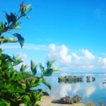 西表島（いりおもてじま｜Iriomote Island）｜西表島攻略 西表島交通 西表島景點 西表島住宿 西表島local tour 西表島租車 西表島星空 西表島船 西表島山貓 西表島英文