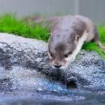 池袋親子景點 池袋景點 陽光水族館 東京 Tokyo 東京必食 東京必吃 東京必到 東京必去 東京必買 東京必掃 東京自由行 東京行程 東京行程包 東京懶人包 東京好去處 東京景點 東京必到景點 東京必去景點 東京美食 東京交通 東京攻略 東京自由行行程 東京自由行行程推薦 東京必食2019 東京必吃2019 東京必到2019 東京必去2019 東京必買2019 東京必掃2019 東京自由行2019 東京行程2019 東京行程包2019 東京懶人包2019 東京好去處2019 東京景點2019 東京必到景點2019 東京必去景點2019 東京美食2019 東京交通2019 東京攻略2019 東京自由行行程2019 東京自由行行程推薦2019 日本 Japan 日本必食 日本必吃 日本必到 日本必去 日本必買 日本必掃 日本自由行 日本行程 日本行程包 日本懶人包 日本好去處 日本景點 日本必到景點 日本必去景點 日本美食 日本交通 日本攻略 日本自由行行程 日本自由行行程推薦 日本必食2019 日本必吃2019 日本必到2019 日本必去2019 日本必買2019 日本必掃2019 日本自由行2019 日本行程2019 日本行程包2019 日本懶人包2019 日本好去處2019 日本景點2019 日本必到景點2019 日本必去景點2019 日本美食2019 日本交通2019 日本攻略2019 日本自由行行程2019 日本自由行行程推薦2019