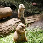 上野動物園 上野景點 上野站 東京動物園 東京 Tokyo 東京必食 東京必吃 東京必到 東京必去 東京必買 東京必掃 東京自由行 東京行程 東京行程包 東京懶人包 東京好去處 東京景點 東京必到景點 東京必去景點 東京美食 東京交通 東京攻略 東京自由行行程 東京自由行行程推薦 東京必食2019 東京必吃2019 東京必到2019 東京必去2019 東京必買2019 東京必掃2019 東京自由行2019 東京行程2019 東京行程包2019 東京懶人包2019 東京好去處2019 東京景點2019 東京必到景點2019 東京必去景點2019 東京美食2019 東京交通2019 東京攻略2019 東京自由行行程2019 東京自由行行程推薦2019 日本 Japan 日本必食 日本必吃 日本必到 日本必去 日本必買 日本必掃 日本自由行 日本行程 日本行程包 日本懶人包 日本好去處 日本景點 日本必到景點 日本必去景點 日本美食 日本交通 日本攻略 日本自由行行程 日本自由行行程推薦 日本必食2019 日本必吃2019 日本必到2019 日本必去2019 日本必買2019 日本必掃2019 日本自由行2019 日本行程2019 日本行程包2019 日本懶人包2019 日本好去處2019 日本景點2019 日本必到景點2019 日本必去景點2019 日本美食2019 日本交通2019 日本攻略2019 日本自由行行程2019 日本自由行行程推薦2019