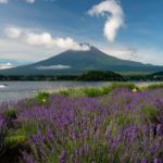 河口湖花海 河口湖賞花 河口湖 大石公園 河口湖大石公園 河口湖 富士山 河口湖富士山 河口湖景點 河口湖必去 東京近郊 東京近郊一日遊 東京近郊景點 東京 近郊 東京 Tokyo 東京必食 東京必吃 東京必到 東京必去 東京必買 東京必掃 東京自由行 東京行程 東京行程包 東京懶人包 東京好去處 東京景點 東京必到景點 東京必去景點 東京美食 東京交通 東京攻略 東京自由行行程 東京自由行行程推薦 東京必食2019 東京必吃2019 東京必到2019 東京必去2019 東京必買2019 東京必掃2019 東京自由行2019 東京行程2019 東京行程包2019 東京懶人包2019 東京好去處2019 東京景點2019 東京必到景點2019 東京必去景點2019 東京美食2019 東京交通2019 東京攻略2019 東京自由行行程2019 東京自由行行程推薦2019 日本 Japan 日本必食 日本必吃 日本必到 日本必去 日本必買 日本必掃 日本自由行 日本行程 日本行程包 日本懶人包 日本好去處 日本景點 日本必到景點 日本必去景點 日本美食 日本交通 日本攻略 日本自由行行程 日本自由行行程推薦 日本必食2019 日本必吃2019 日本必到2019 日本必去2019 日本必買2019 日本必掃2019 日本自由行2019 日本行程2019 日本行程包2019 日本懶人包2019 日本好去處2019 日本景點2019 日本必到景點2019 日本必去景點2019 日本美食2019 日本交通2019 日本攻略2019 日本自由行行程2019 日本自由行行程推薦2019