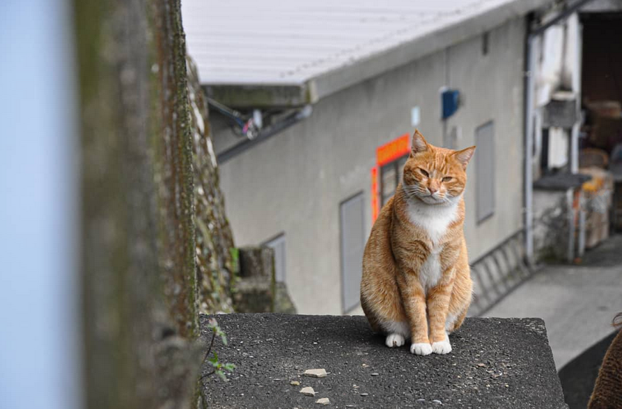 願景館 猴硐車站 猴硐貓村 台灣貓村 瑞芳車站 猴硐貓村一日遊
