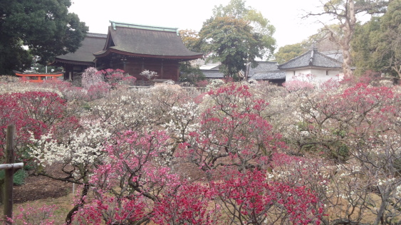 大阪梅花 大阪賞梅名所TOP 3！道明寺天滿宮