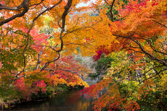 金鱗湖 金鱗湖紅葉 2019 金鱗湖 紅葉 2019 大分 紅葉 景點 2019 大分紅葉景點 2019 大分 紅葉景點 2019 大分紅葉 2019 大分紅葉2019 大分 紅葉 大分紅葉 2019 大分紅葉2019 大分賞楓 2019 大分賞楓2019 大分賞楓景點 2019 大分賞楓景點2019 大分夜楓 2019 大分夜楓2019 大分夜楓景點2019 大分夜楓景點 2019 九州紅葉 2019 九州紅葉2019 九州紅葉 景點 2019 九州紅葉景點 2019 九州紅葉景點2019 九州賞楓 2019 九州賞楓2019 九州賞楓景點 2019 九州賞楓景點2019 九州賞楓 景點 2019 九州夜楓2019 九州夜楓 2019 九州夜楓景點2019 九州夜楓景點 2019 九州夜楓 景點 2019 九州楓葉2019 九州楓葉 2019 九州楓葉景點2019 九州楓葉景點 2019 九州 紅葉祭 2019 九州景點 九州必去 九州必看 九州自由行 九州行程 九州自由行行程推薦 九州自由行行程推介 九州自由行行程